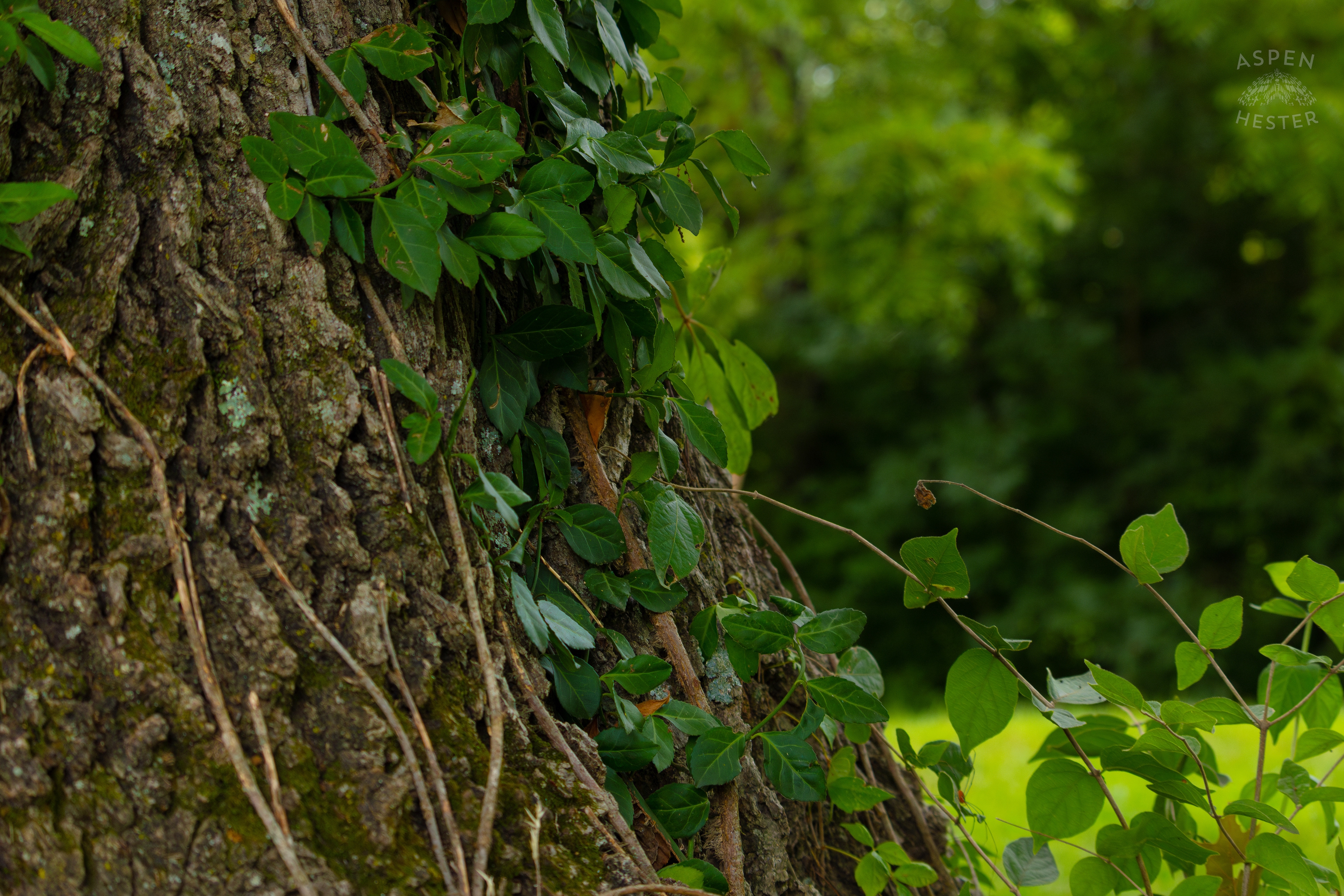 A Vine Covered Tree Trunk in Wendell Moore Park. August 12th, 2024/Aspen Hester
