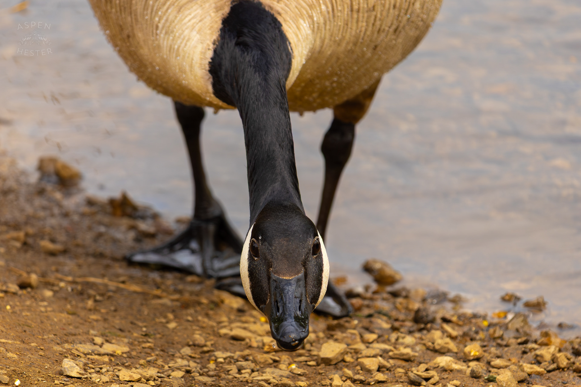 A Goose Eats Bird Feed in Brown Park. April 14th, 2025/Aspen Hester