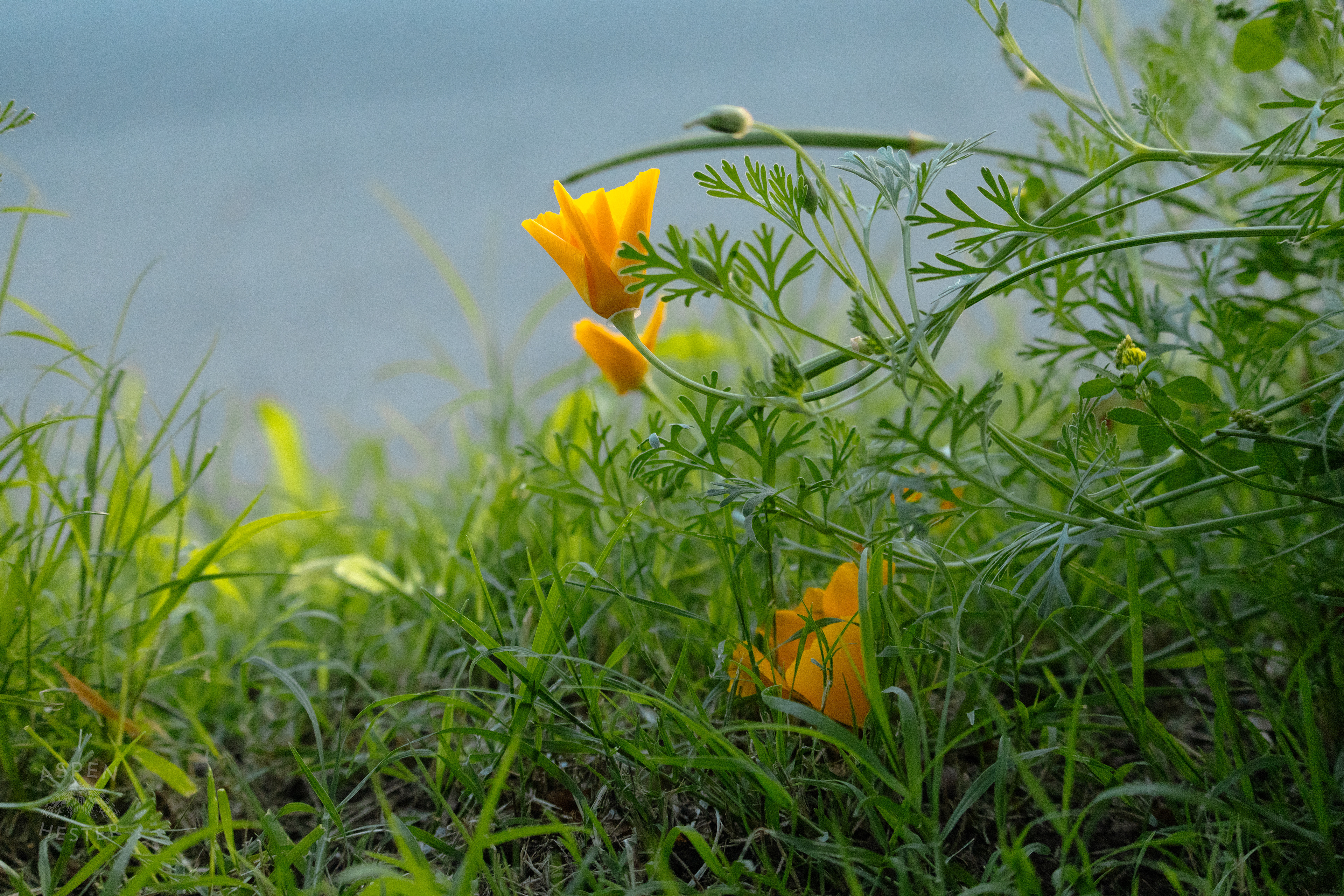 Unidentified Yellow Flower During Golden Hour on Preston Street. May 30th, 2024/Aspen Hester 