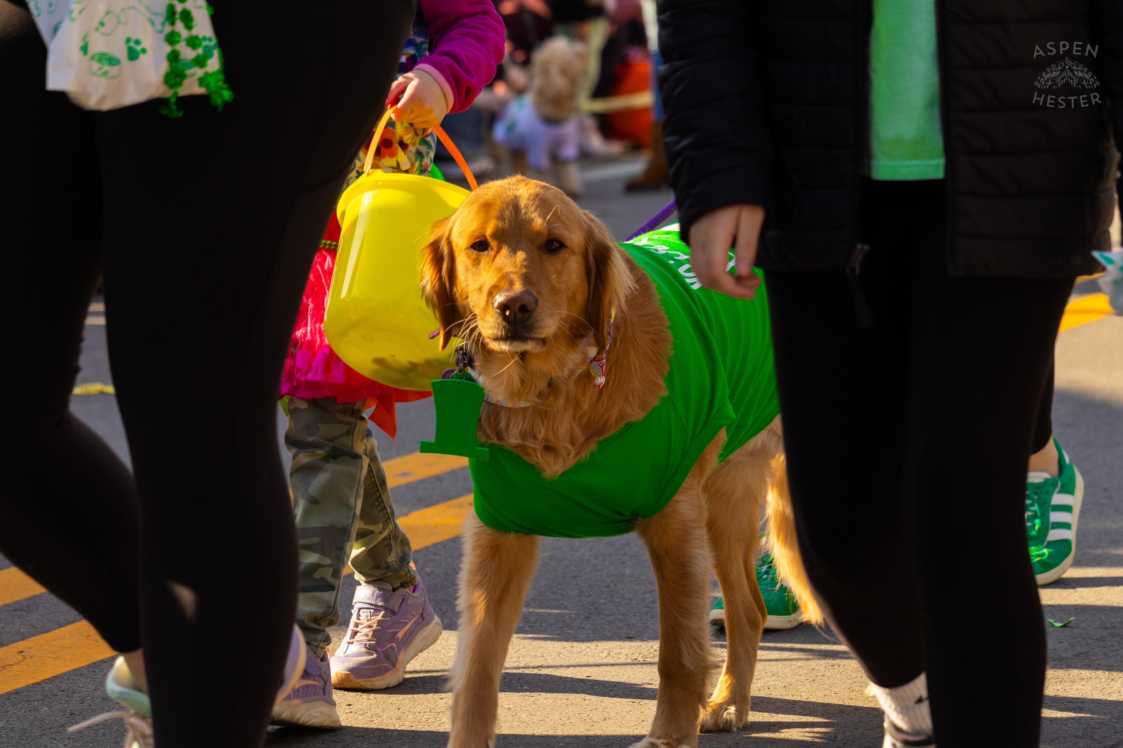 A Golden Retriever Walks with All Star Mobile Vet Clinic as The 52nd Annual Saint Patrick’s Day Parade Rolls Through The Highlands. March 8th, 2025/Aspen Hester
