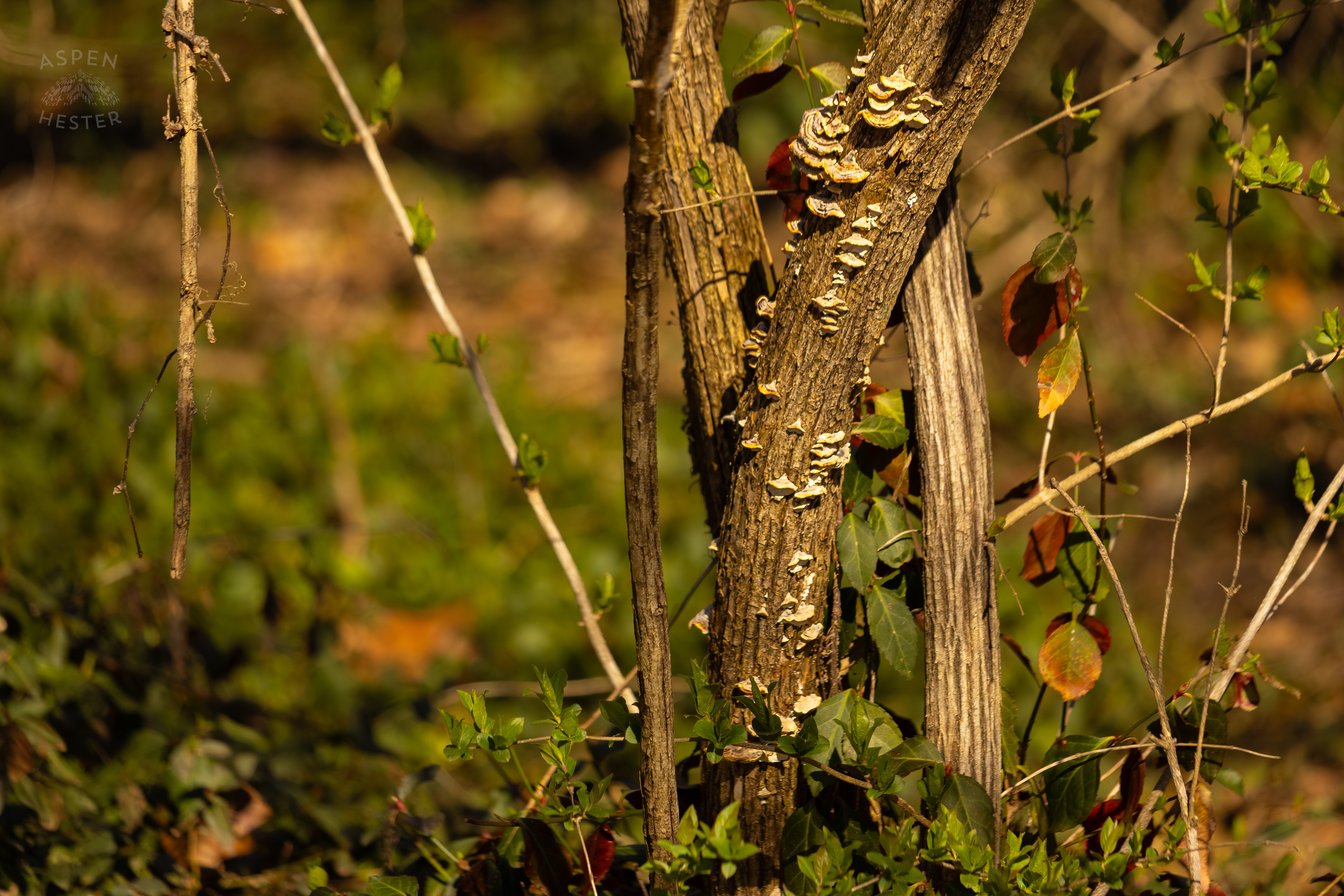Turkey Tail Mushrooms Populate The Bark of A Tree in Wendell Moore Park Right Before Spring. March 18th, 2025/Aspen Hester