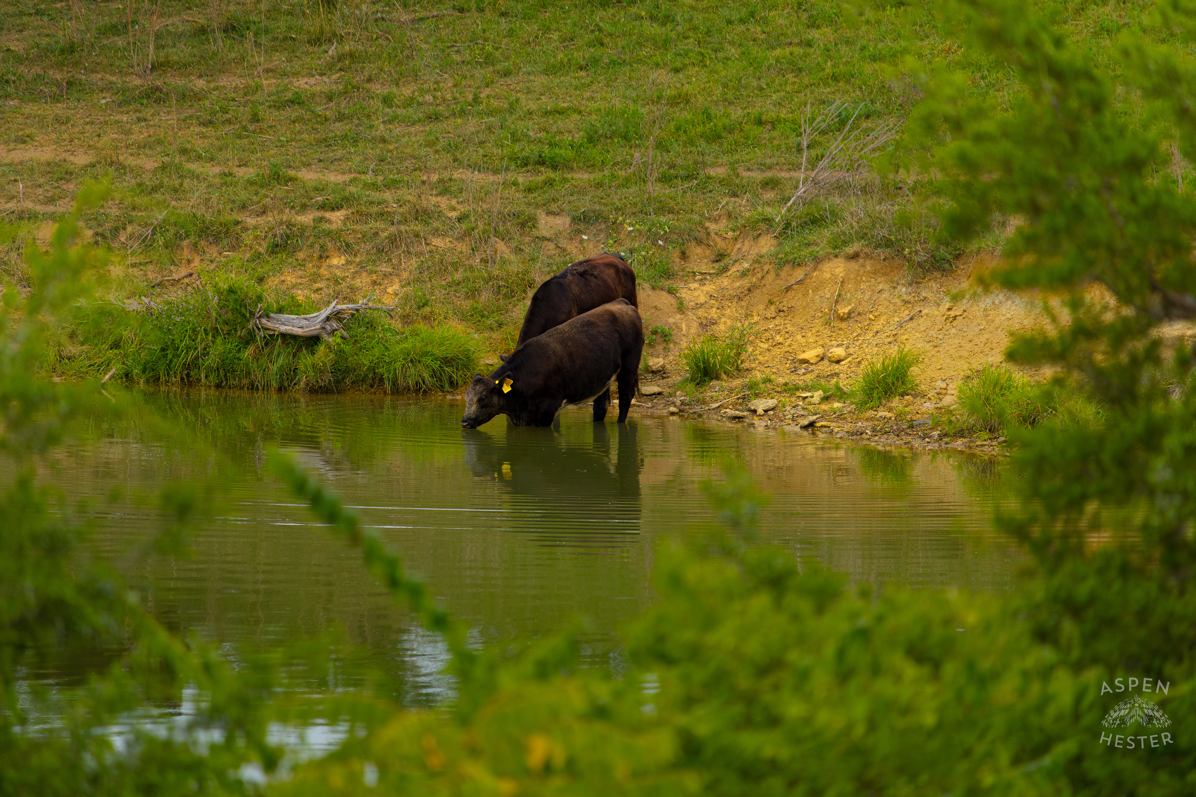 Two Cows Wading into the Cool Waters of Reformatory Lake . August 12th, 2024/Aspen Hester