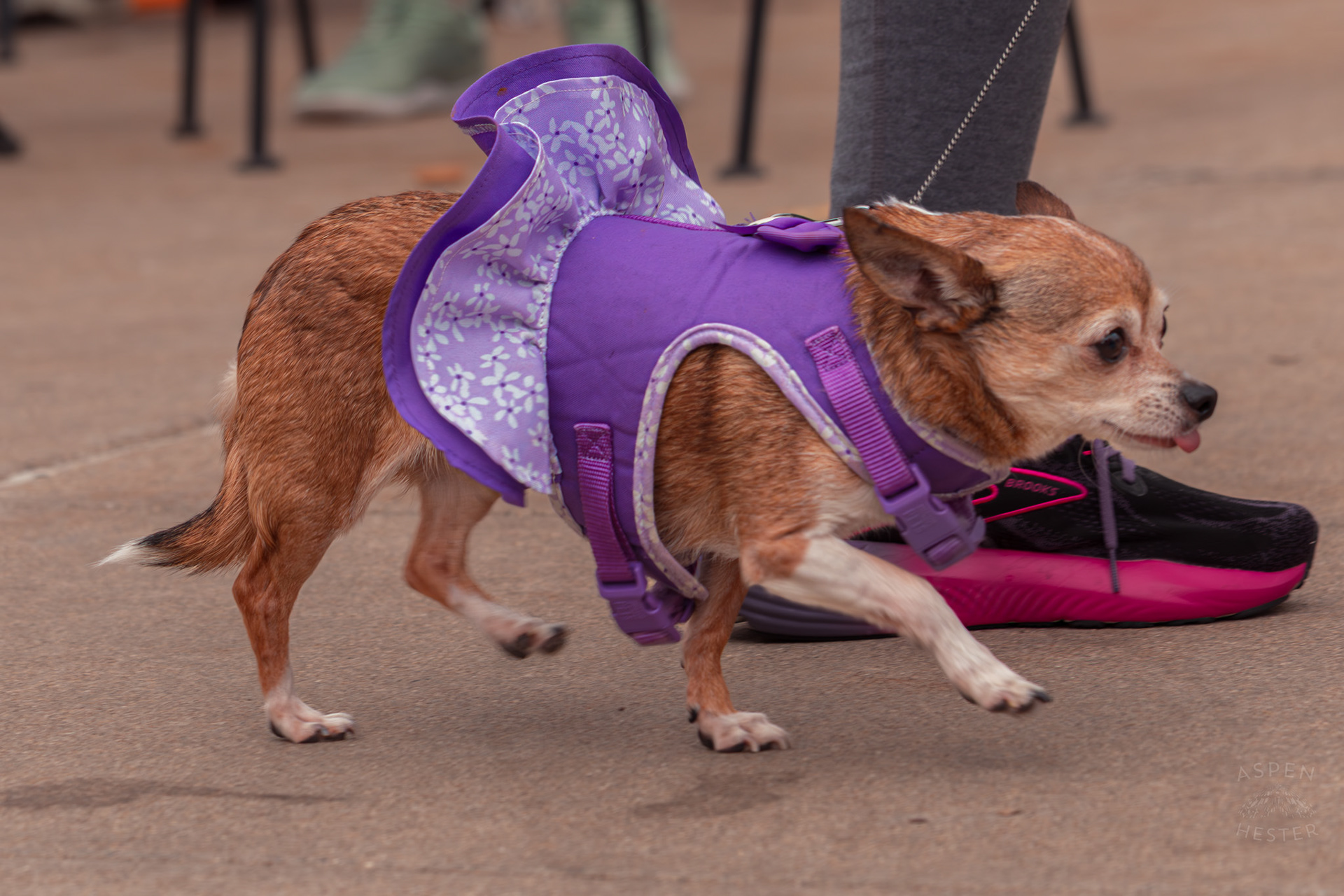 A Chihuahua Wearing A Purple Dress Prances Down The Sidewalk at Westport Village’s 5th Annual Puppy Palooza. April 19th, 2025/Aspen Hester