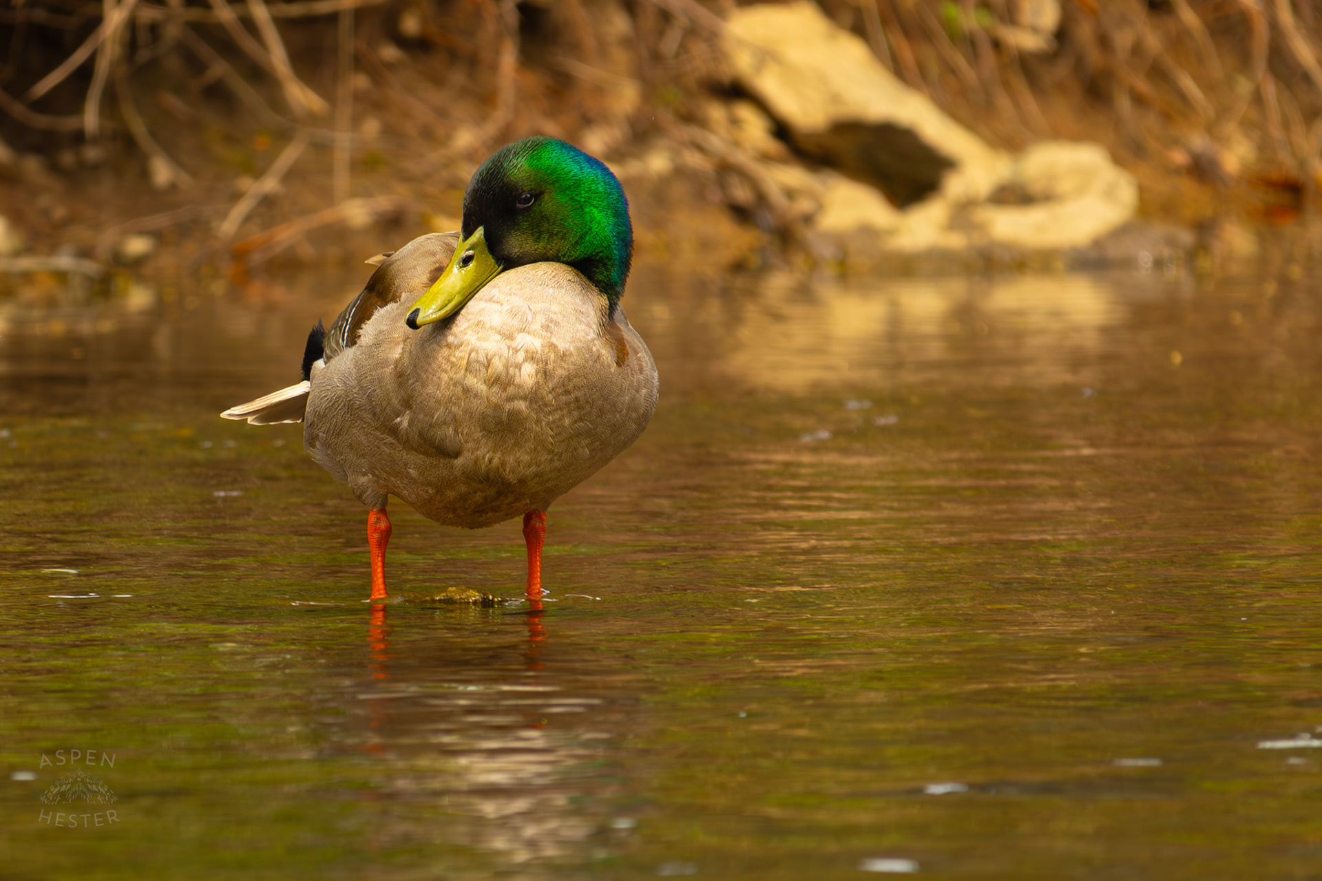 A Male Mallard Stands in Middle Fork Beargrass Creek Where It Runs Through Brown Park. April 14th, 2025/Aspen Hester