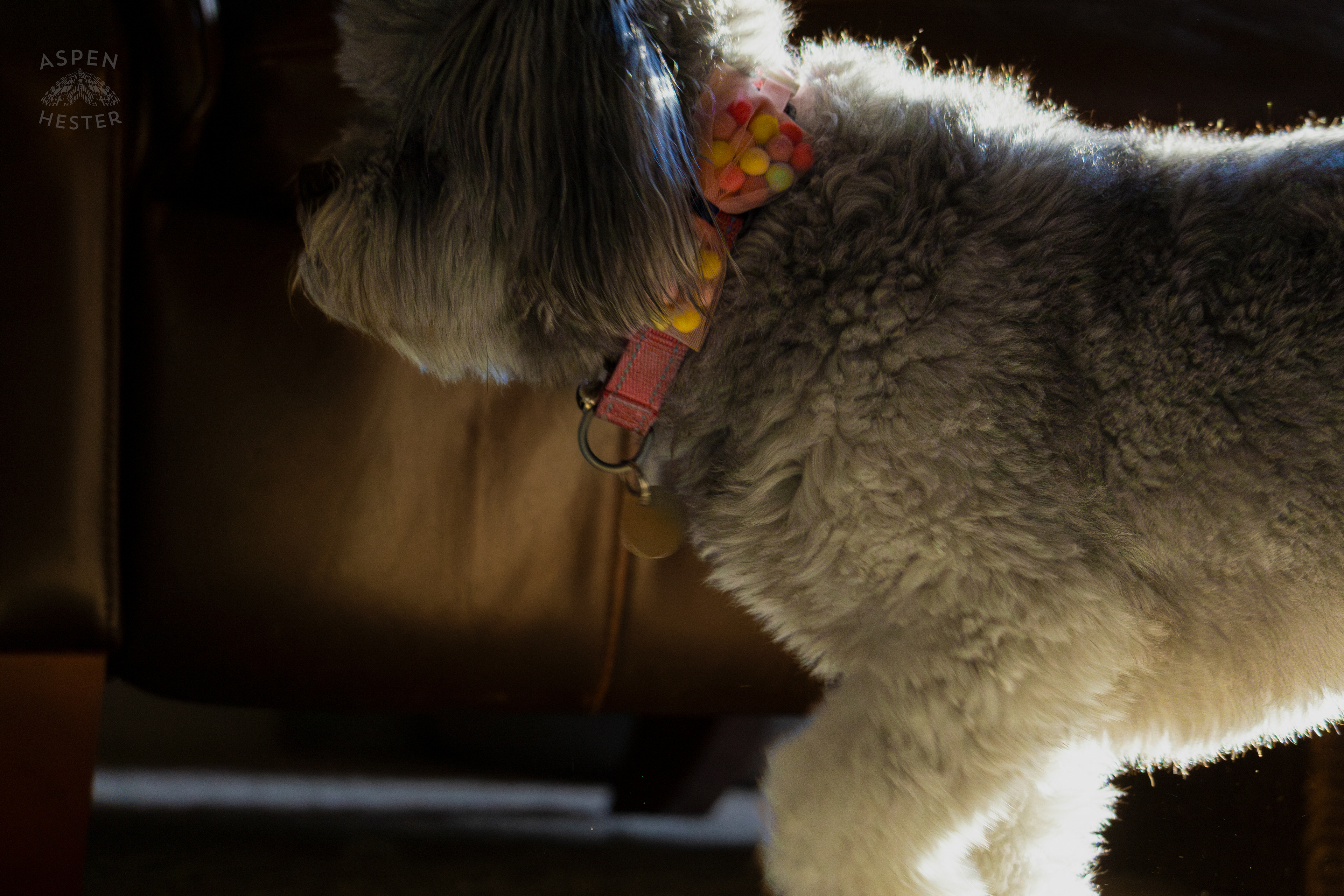 My Girl Mabel. November 11th, 2024/Aspen Hester