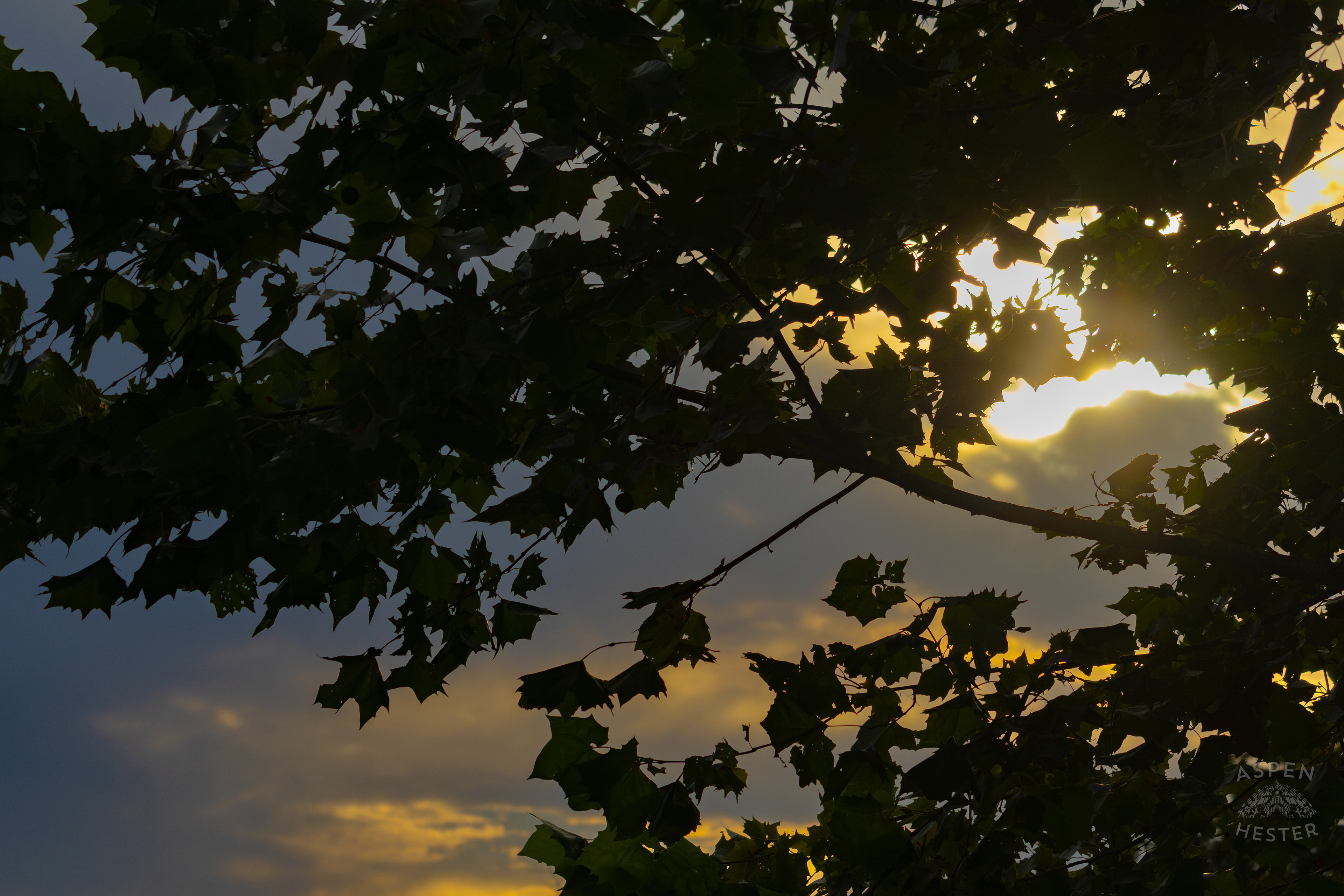 Sunset Through The Foliage in Wendell Moore Park. August 12th, 2024/Aspen Hester