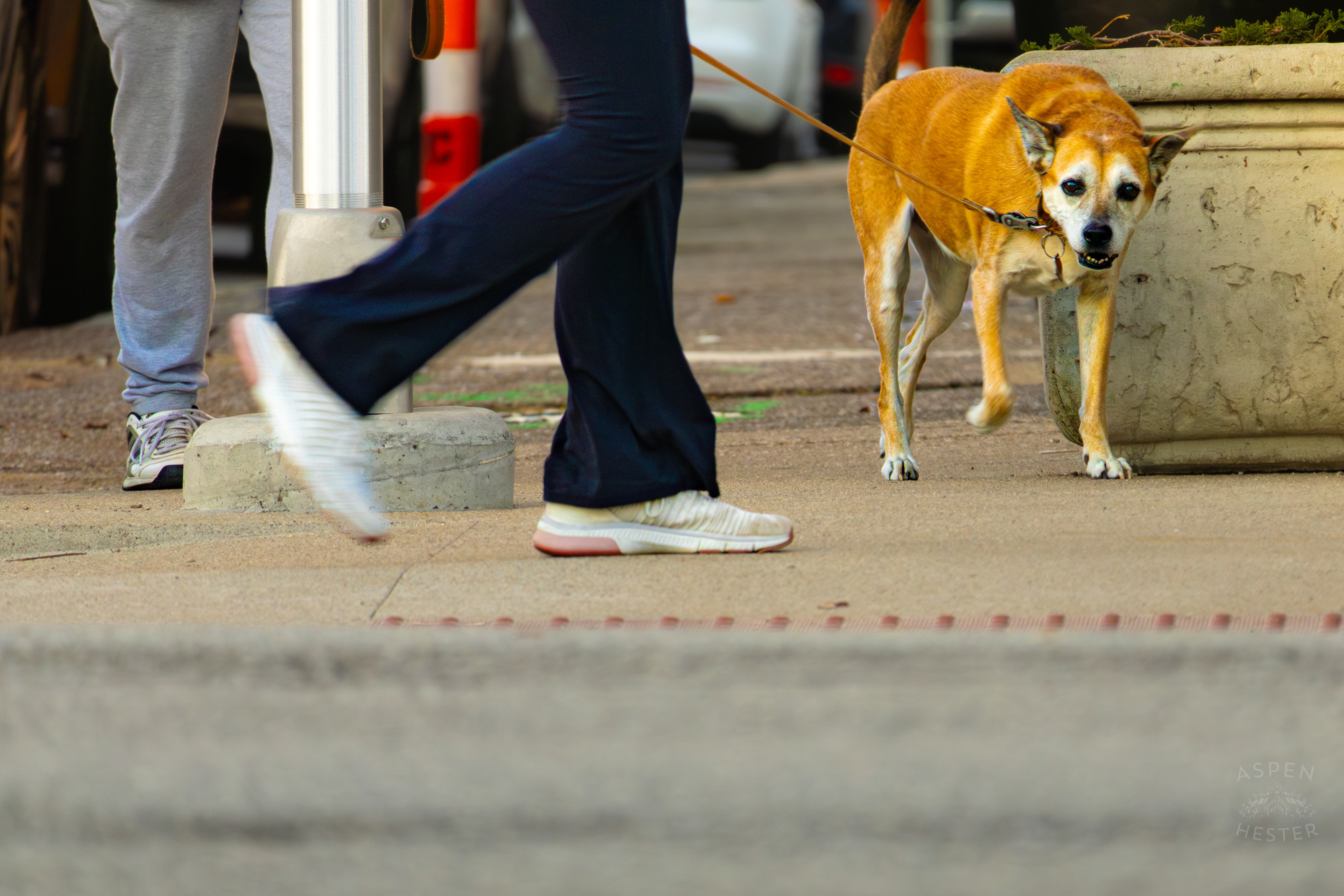 Dog Out for A Walk In Nulu on A Saturday Evening. November 14th, 2024/Aspen Hester