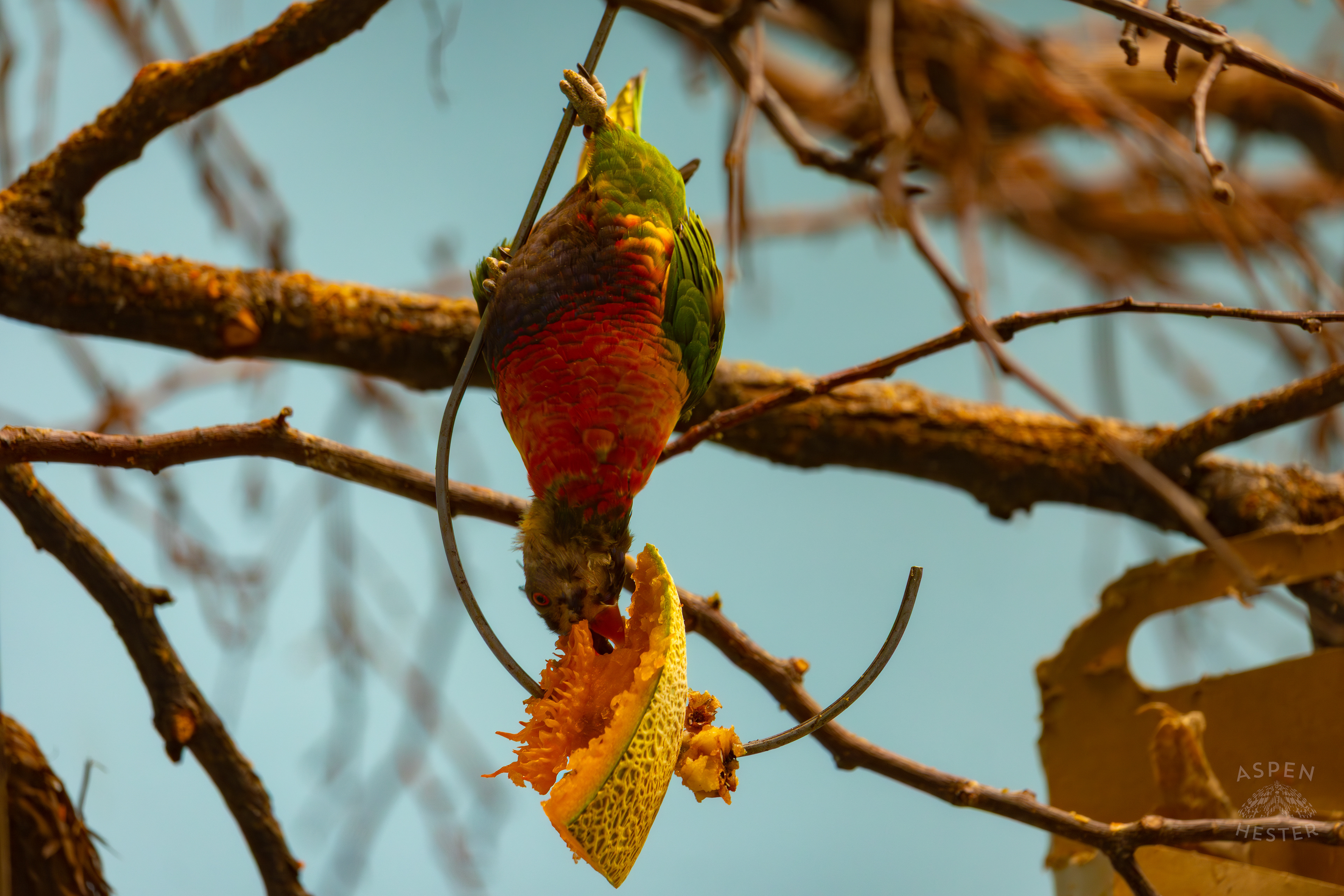 A Rainbow Lorikeet Eats Cantaloupe Upside Down in Canary's Call Inside The National Aviary in Pittsburgh Pennsylvania. February 26th, 2025/Aspen Hester