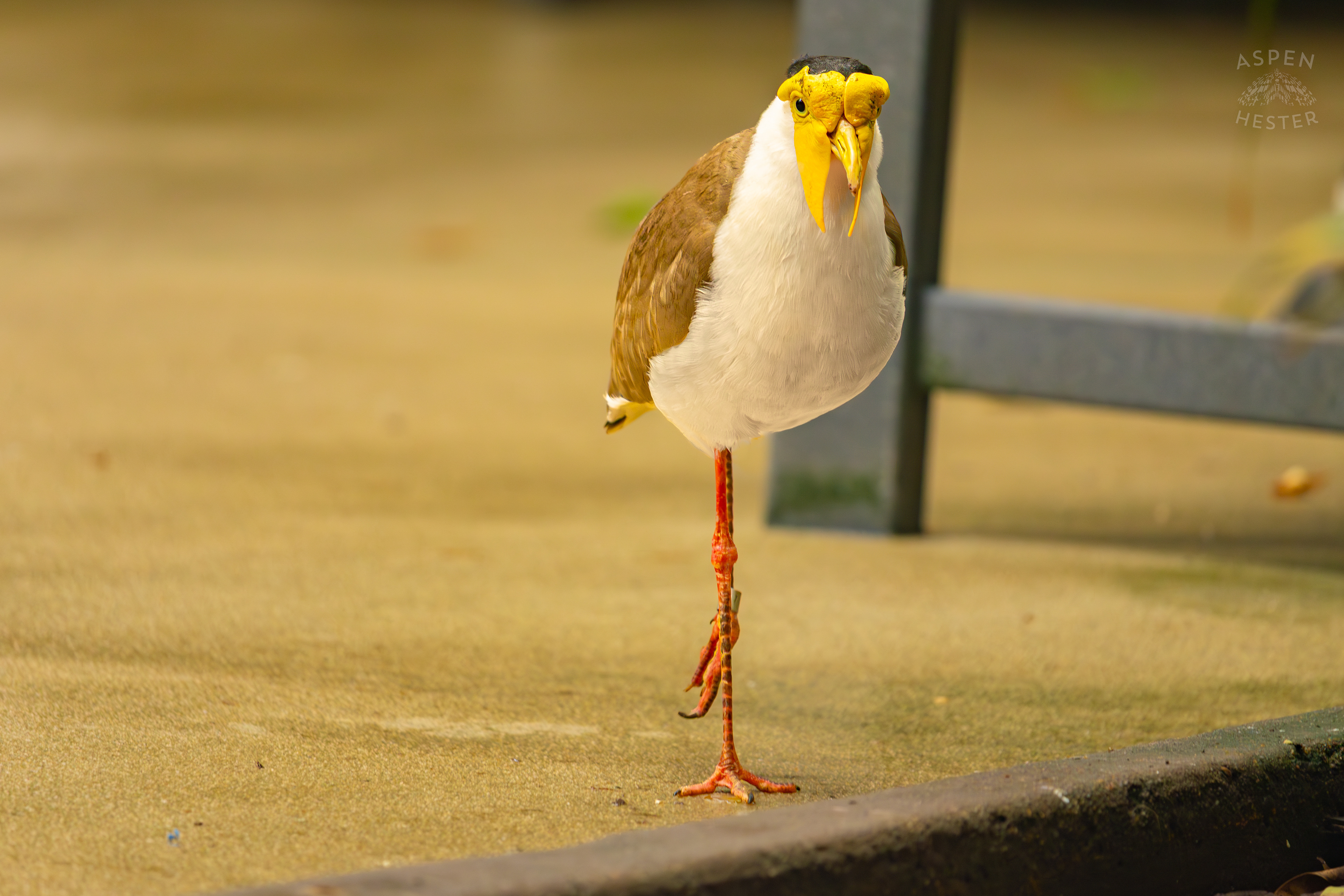 A Masked Lapwing Saunters Around The Rainforest Inside The National Aviary in Pittsburgh Pennsylvania. February 26th, 2025/Aspen Hester