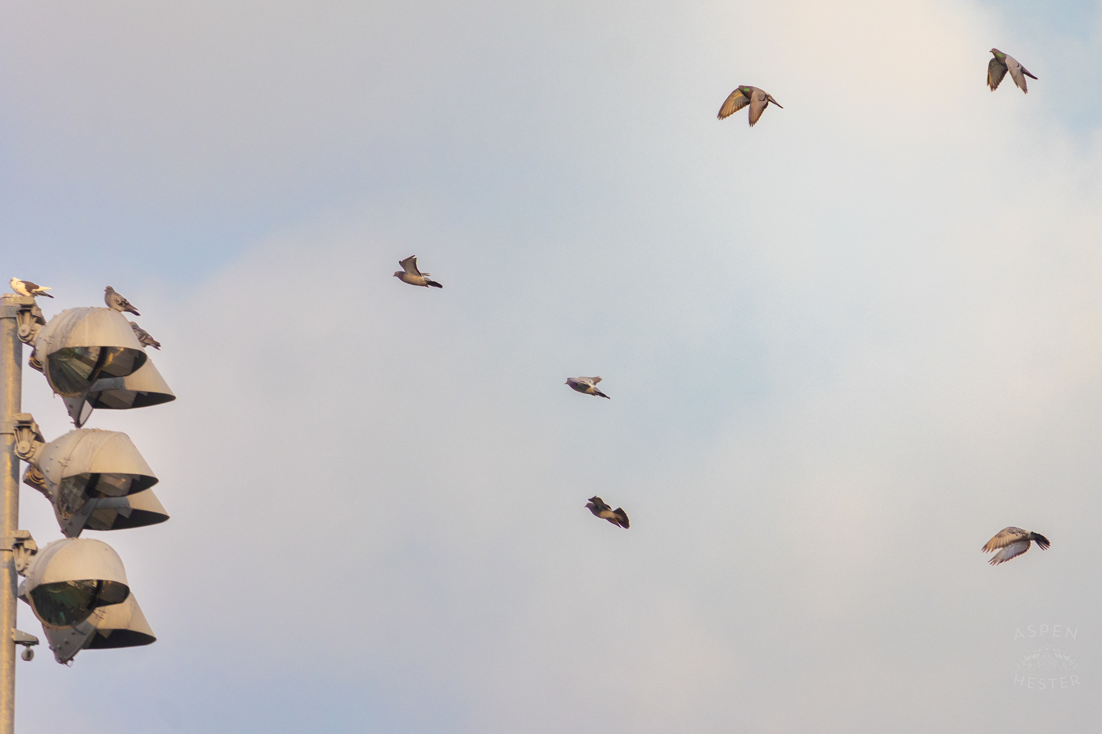 Pigeons Flying to a Track Flood Light Overlooking The Thanksgiving Day Festivities At Churchill Downs. November 28th, 2024/Aspen Hester