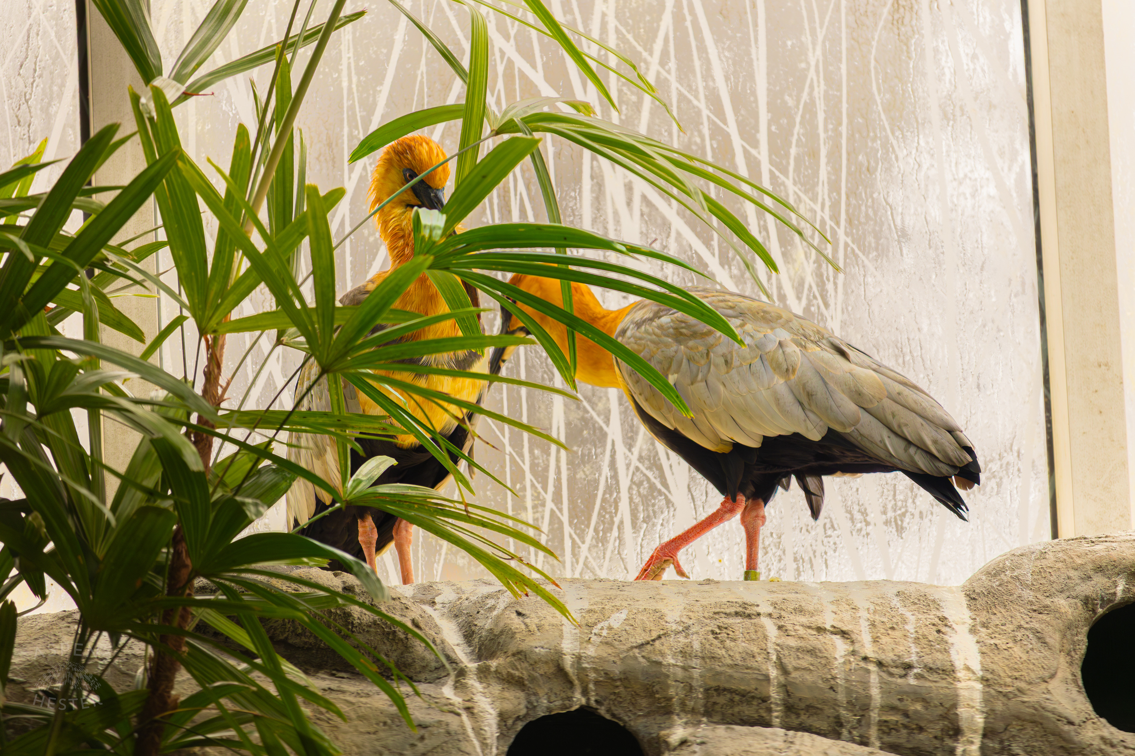 Two Black-Faced Ibis's Hang Together in The Wetlands Inside The National Aviary in Pittsburgh Pennsylvania. February 26th, 2025/Aspen Hester