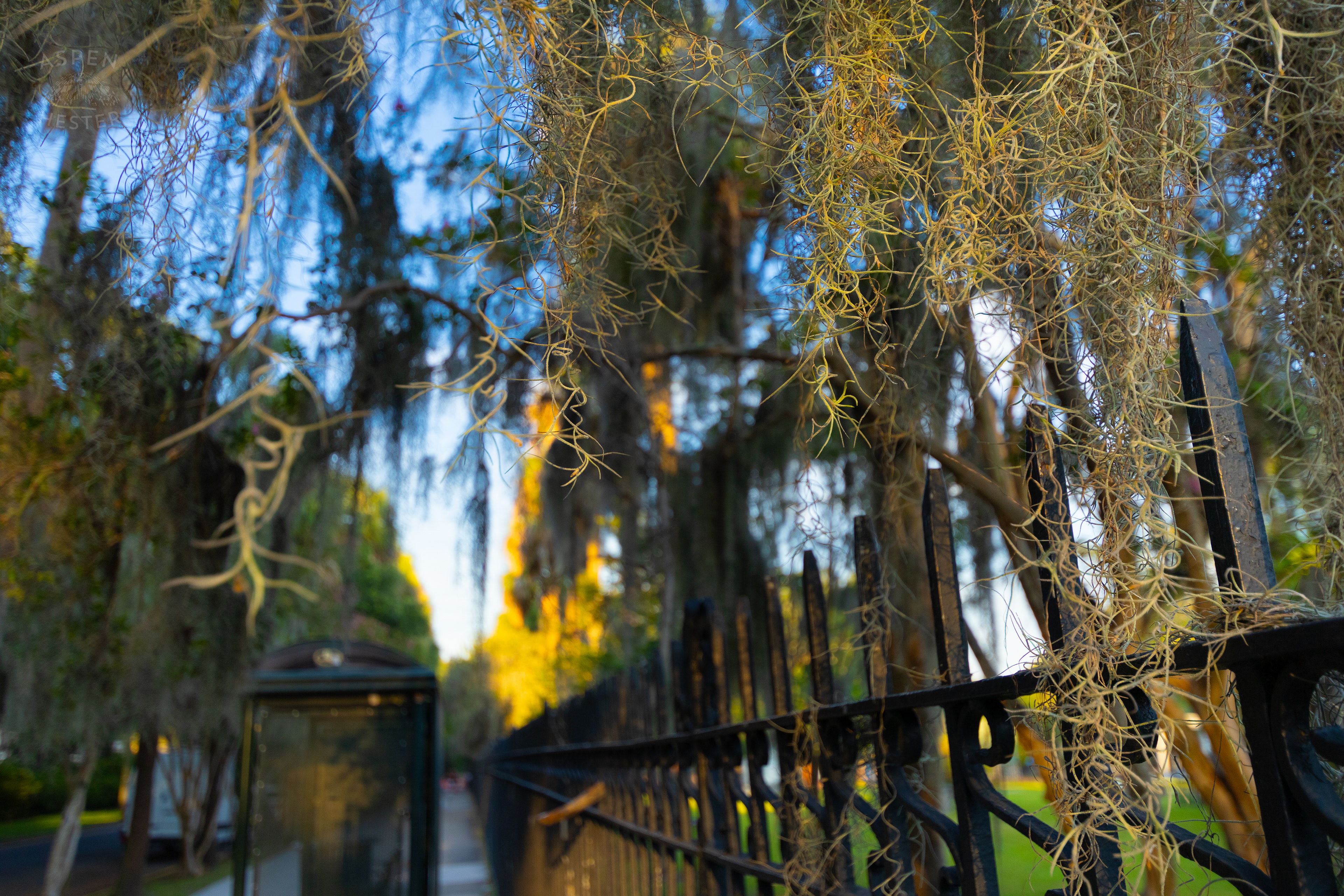 Spanish Moss In Savannah Georgia. June 24th, 2024/Aspen Hester