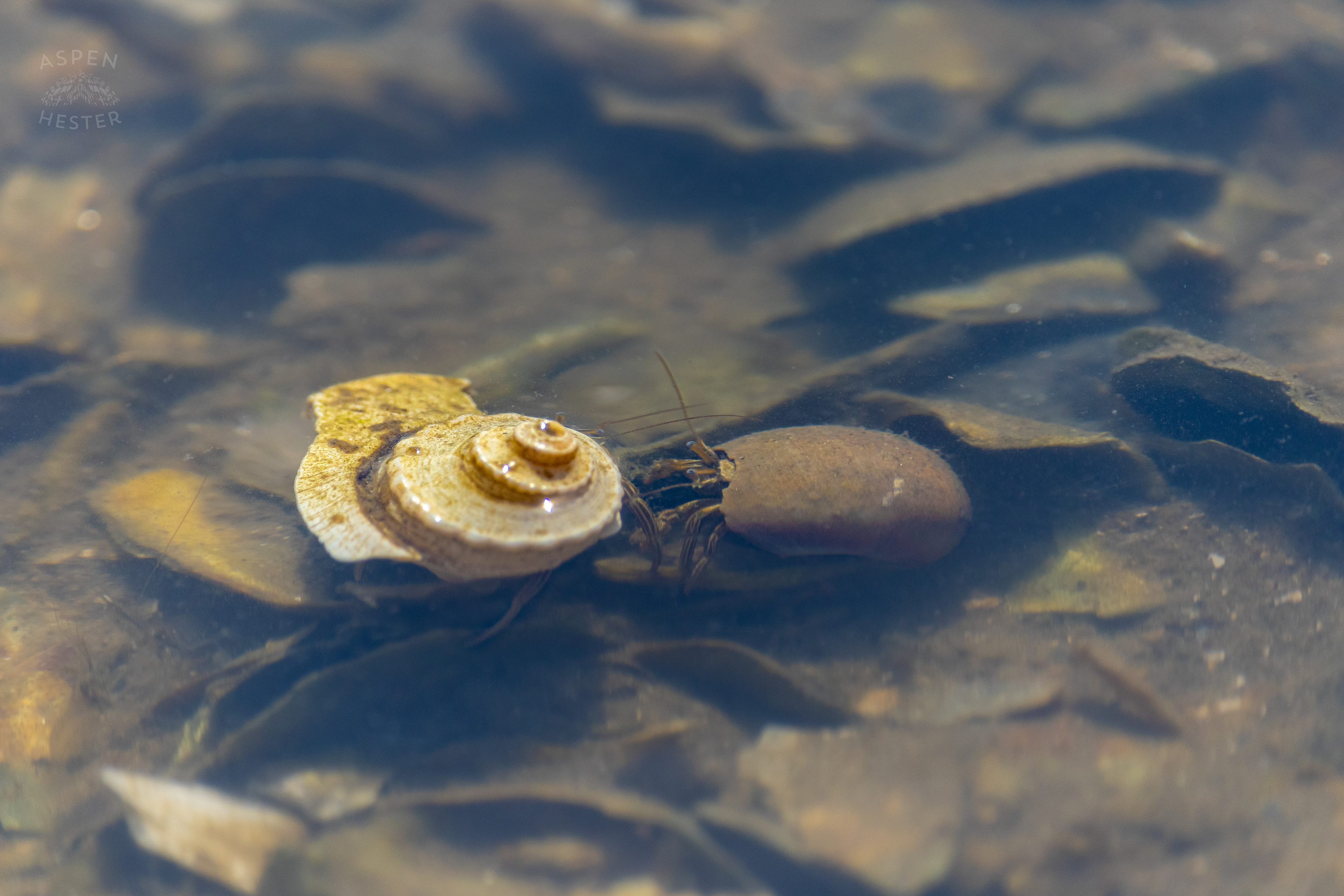 Hermit Crabs in A Tide Pool on Tybee Island Georgia. June 25th, 2024/Aspen Hester