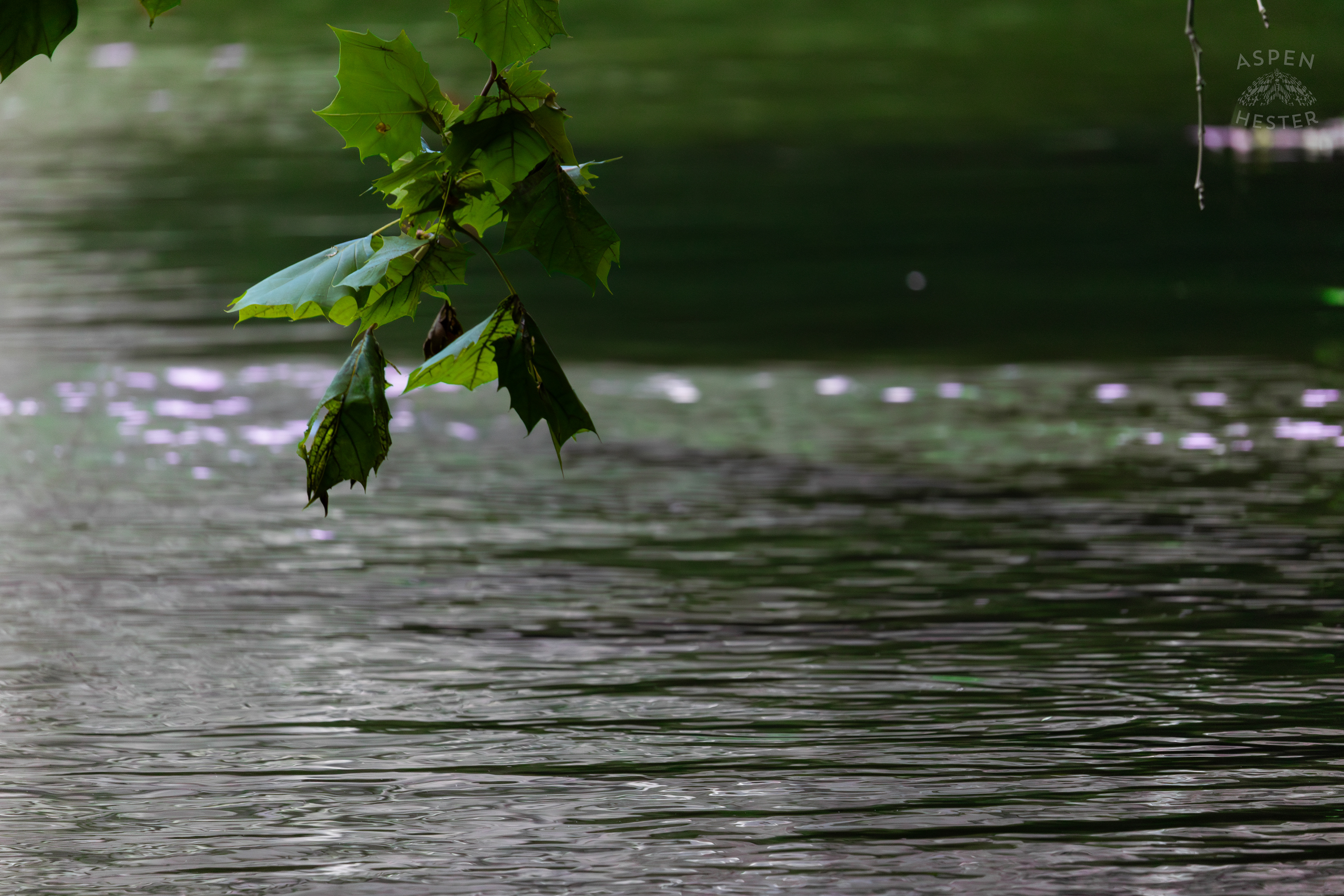 Leafy Branch Overhanging Middle Fork Beargrass Creek in Cherokee Park. May 28th, 2024/Aspen Hester
