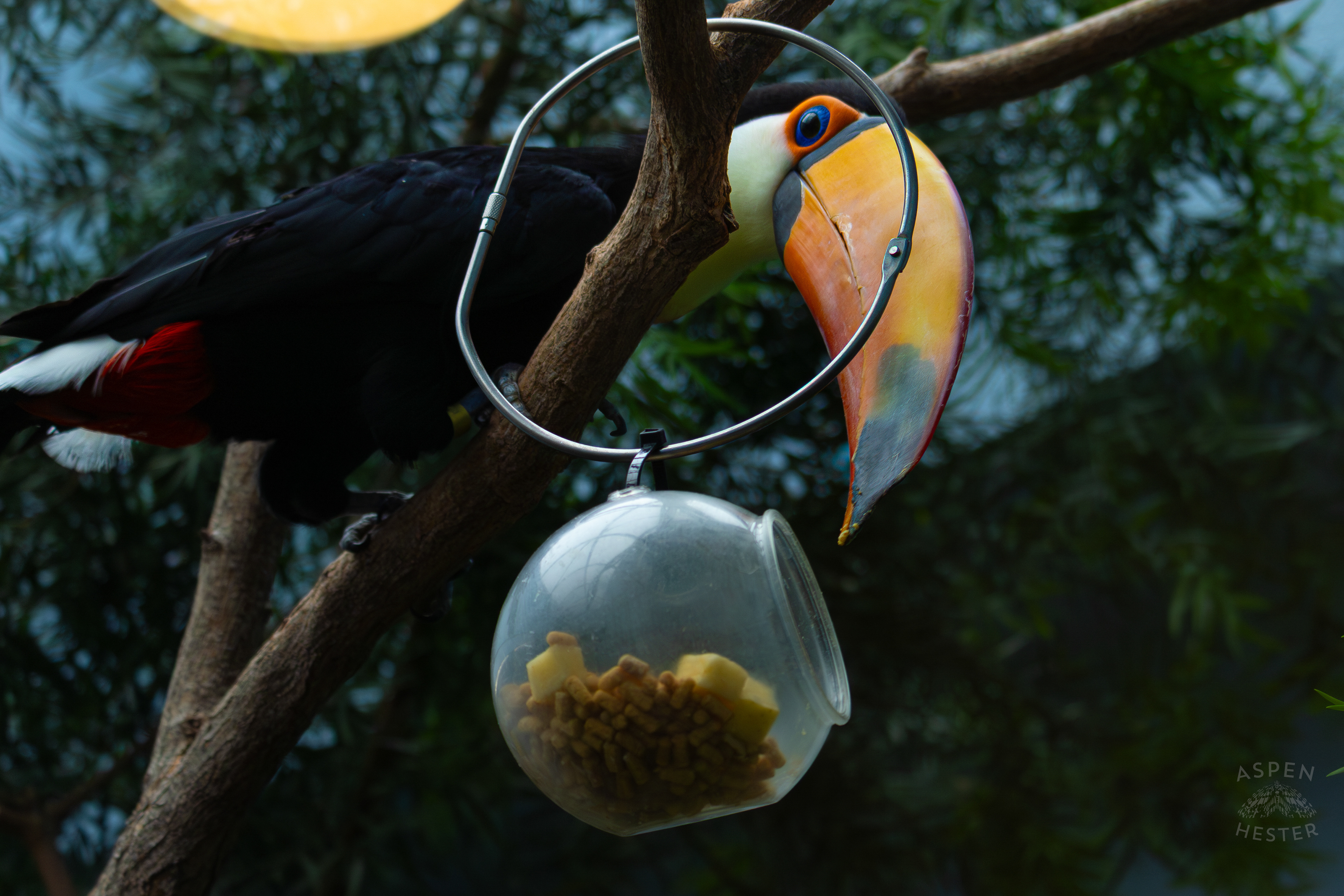 Toucan Perches Near Food Inside The National Aviary in Pittsburgh Pennsylvania. February 26th, 2025/Aspen Hester