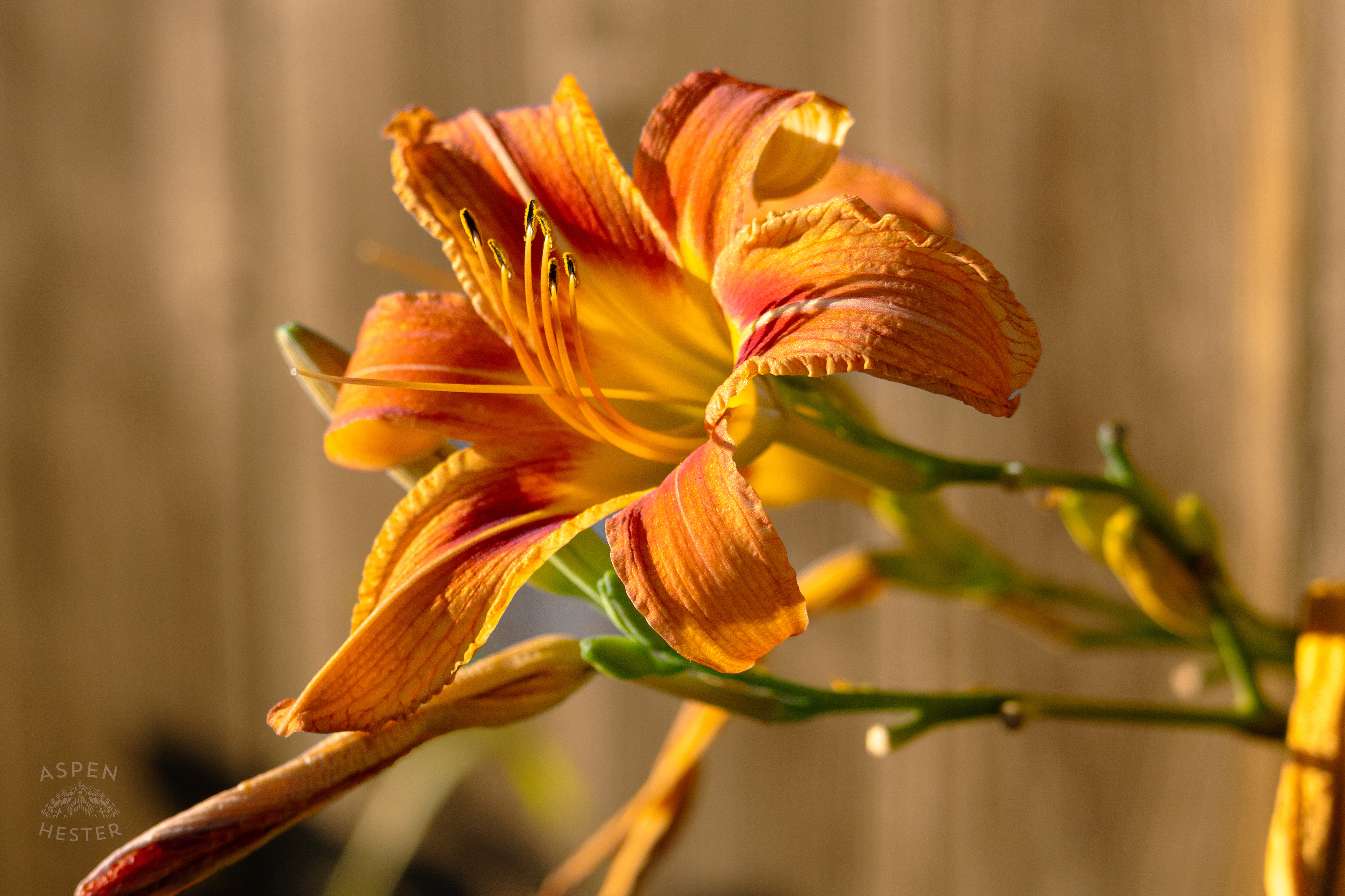 Daylily During Golden Hour on Preston Street. May 30th, 2024/Aspen Hester 
