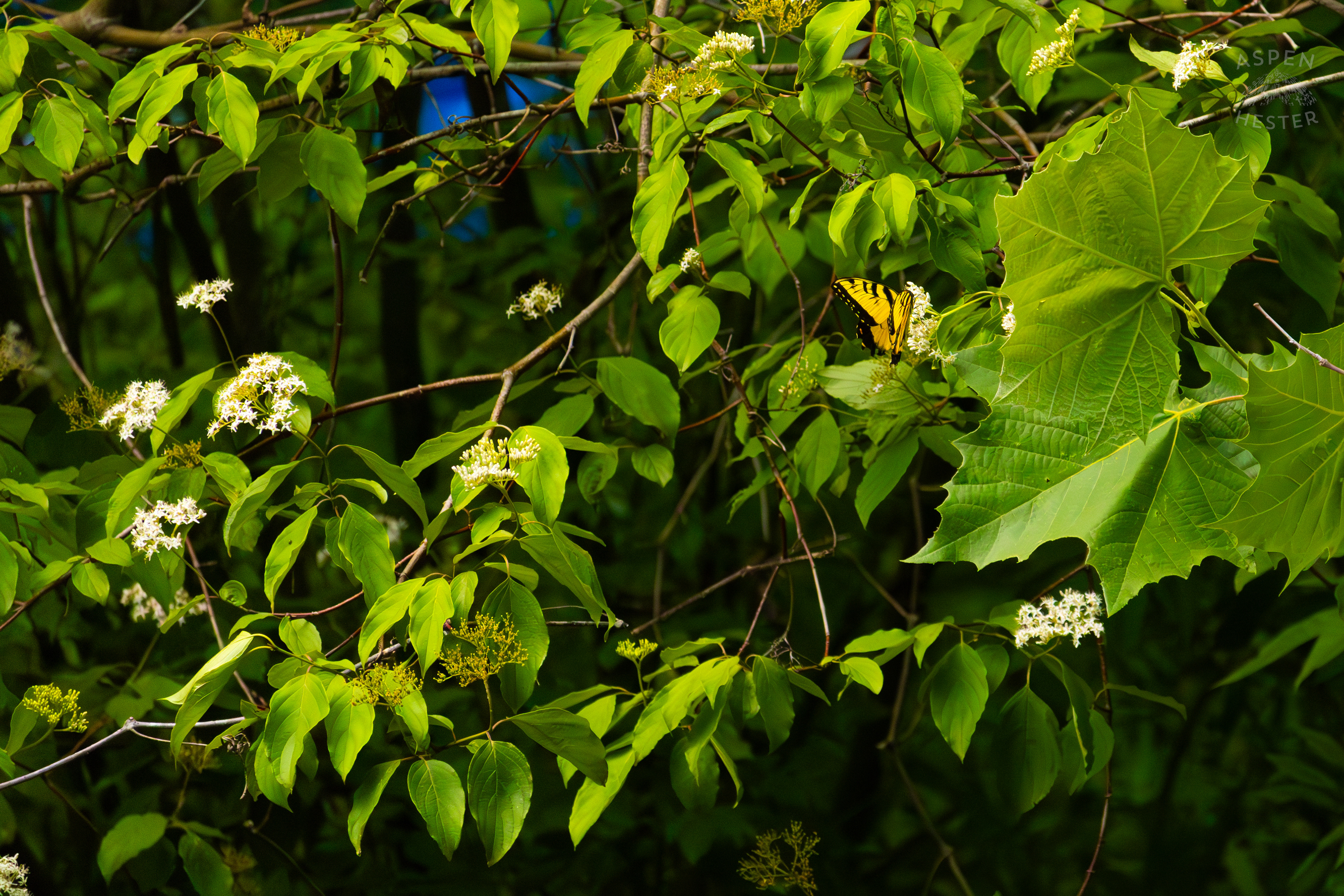 Tiger Butterfly on The Banks of  Middle Fork Beargrass Creek in Cherokee Park. May 28th, 2024/Aspen Hester