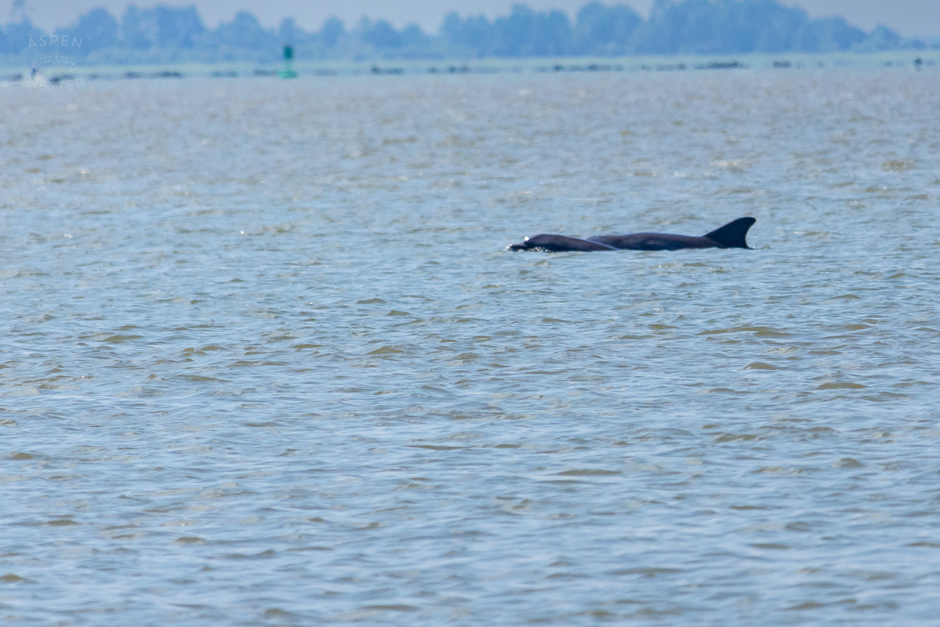 Bottlenose Atlantic Dolphins Swimming Off Tybee Island Georgia. June 25th, 2024/Aspen Hester