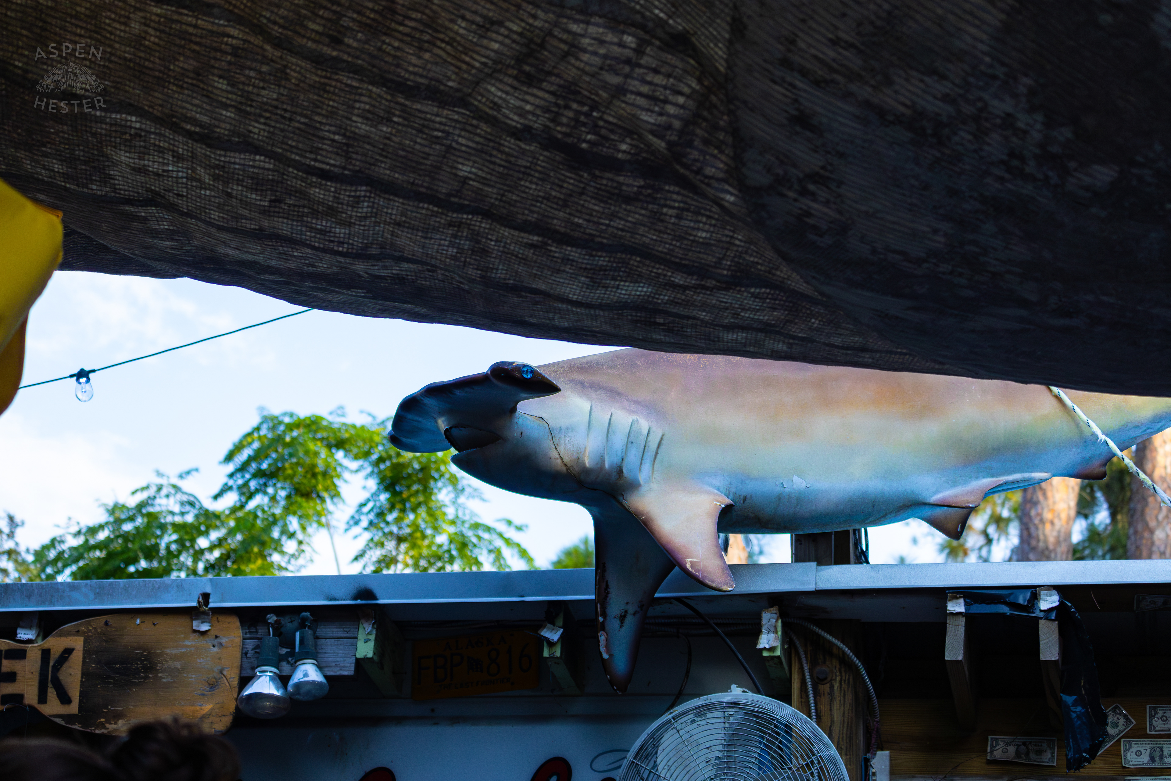 Hammerhead Shark Watching Over Huc-A-Poos Bites and Booze on Tybee Island Georgia. June 25th, 2024/Aspen Hester