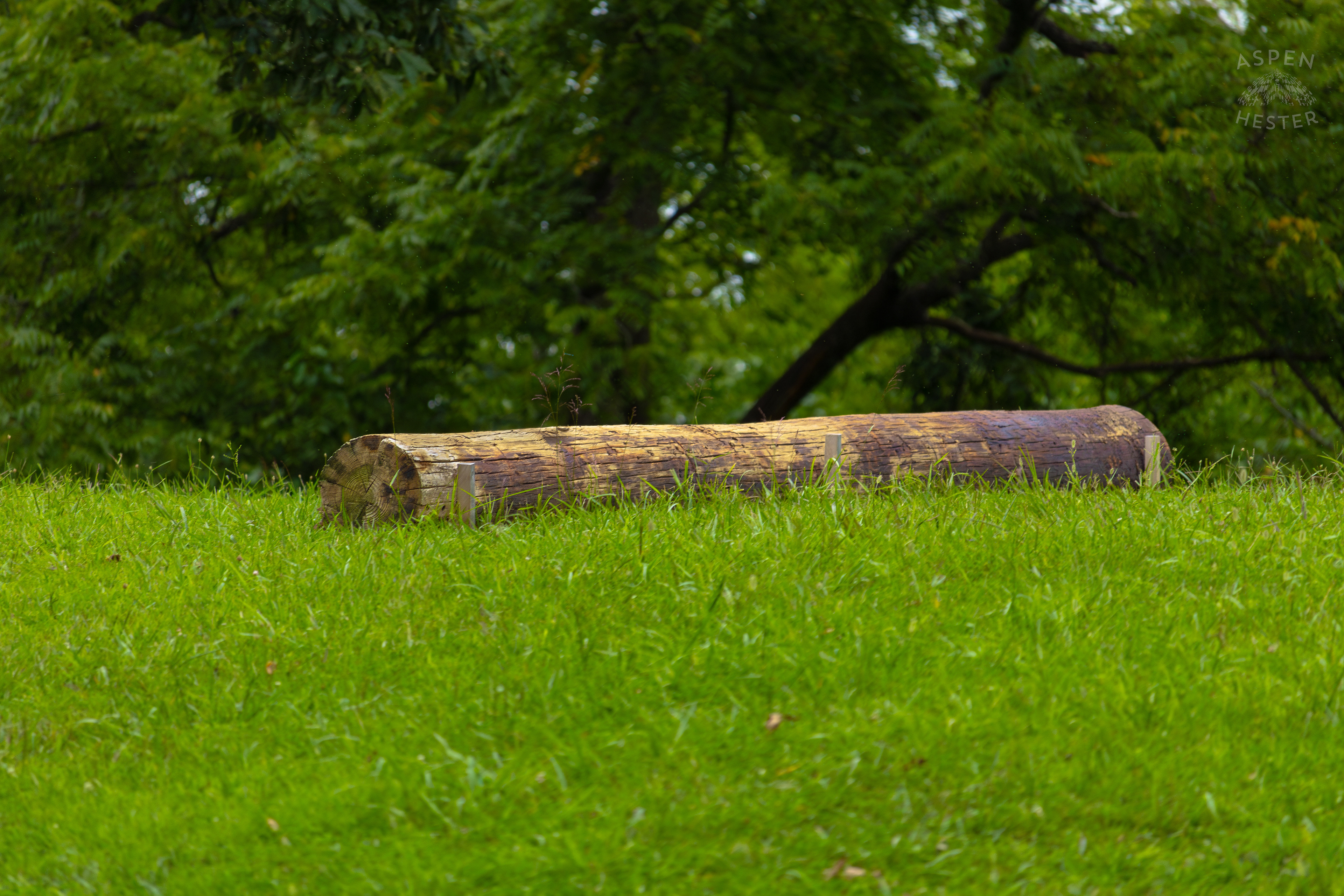 A Fallen Log in Wendell Moore Park. August 12th, 2024/Aspen Hester