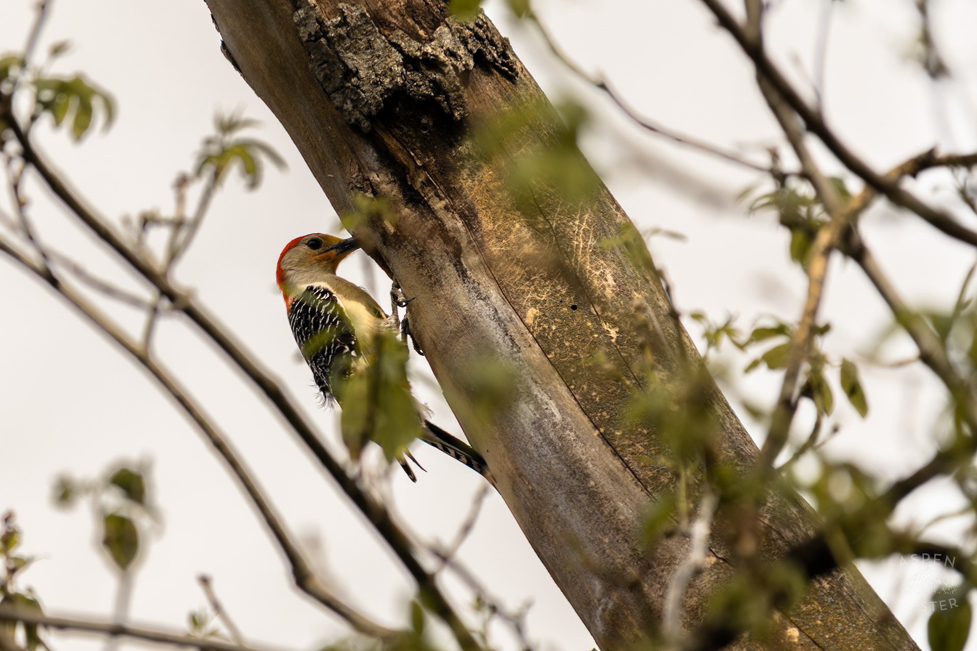 A Red-Bellied Woodpecker Forages in A Tree Above Water Amid The Historic Flooding in Utica Indiana. April 9th, 2025/Aspen Hester