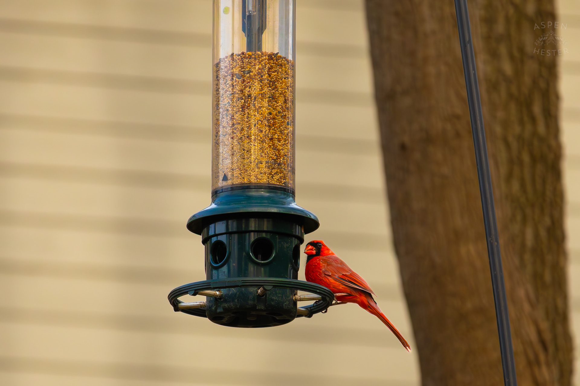 A Male Cardinal Eats From A Birdfeeder in My Neighbor's Yard. March 29th, 2026/Aspen Hester