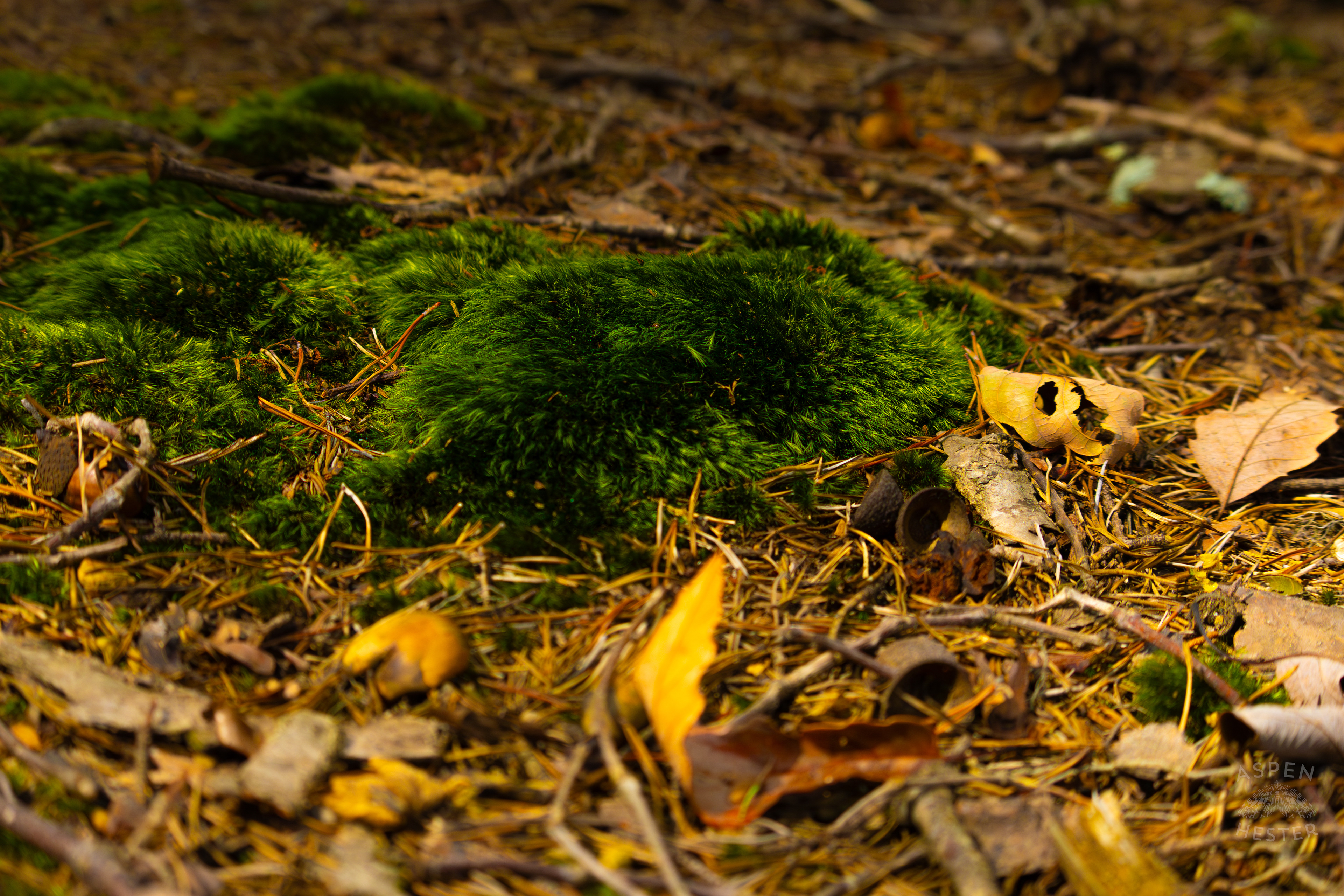Soft Moss Lining The Trails Inside Jefferson Memorial Forest. September 3rd, 2024/Aspen Hester