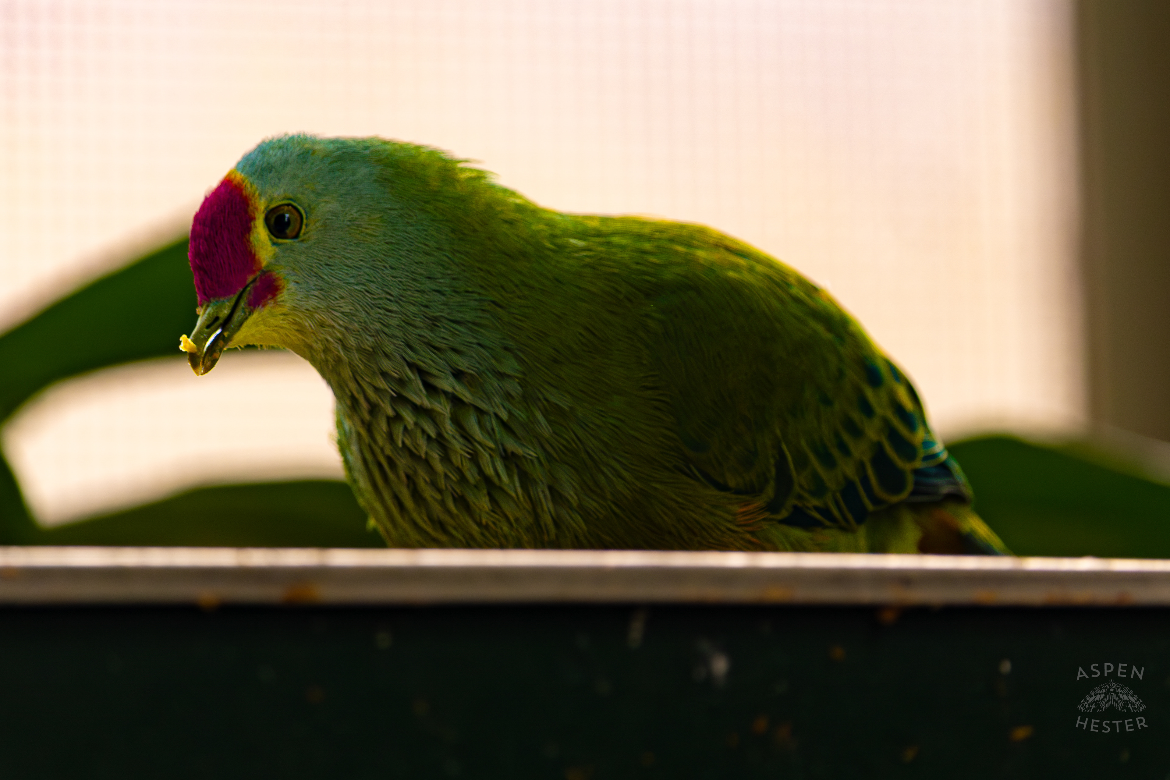 A Mariana Fruit-Dove Eats In The Rainforest Inside The National Aviary in Pittsburgh Pennsylvania. February 26th, 2025/Aspen Hester