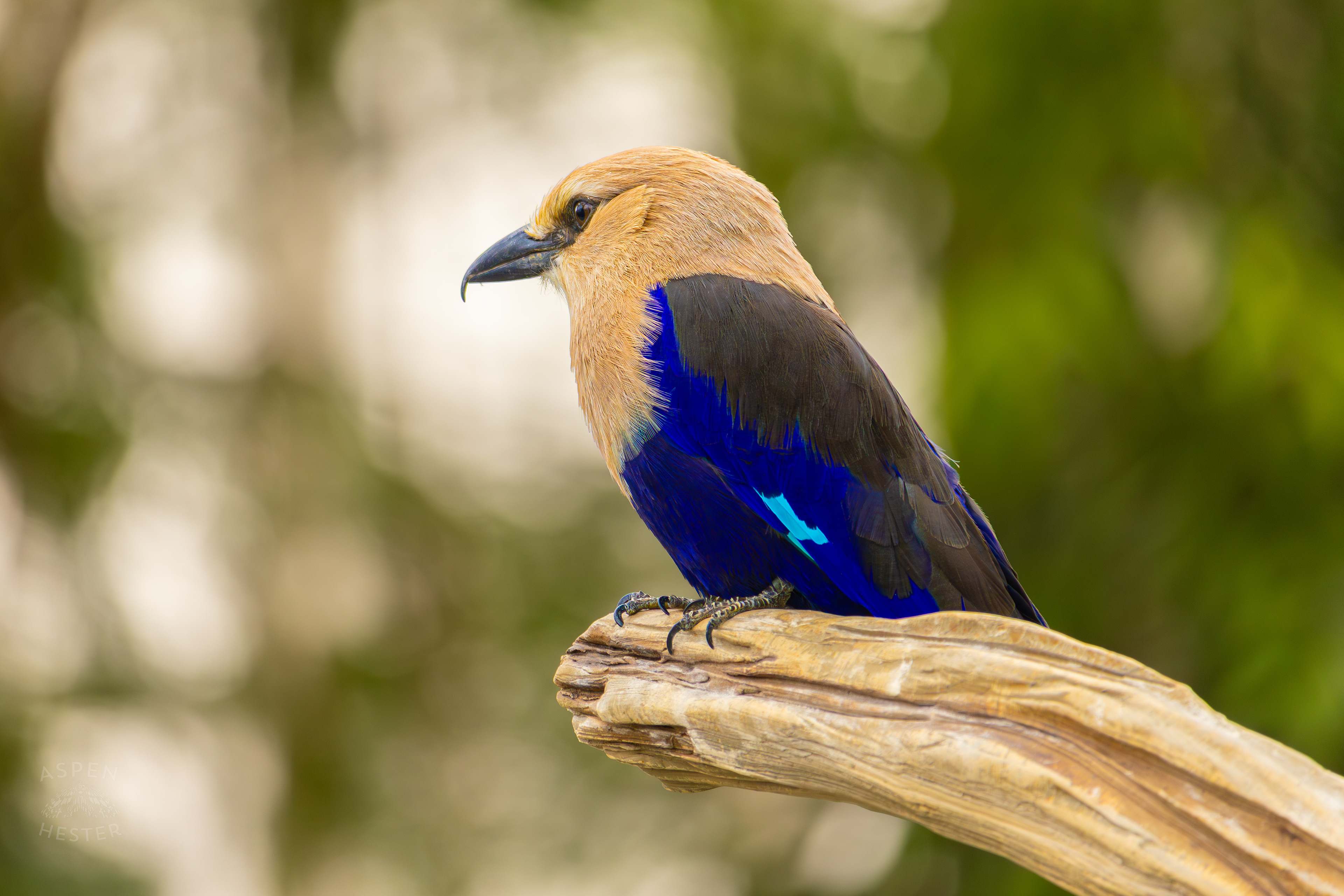 A Blue-Bellied Roller Rests On A Branch In The Wetlands Inside The National Aviary in Pittsburgh Pennsylvania. February 26th, 2025/Aspen Hester