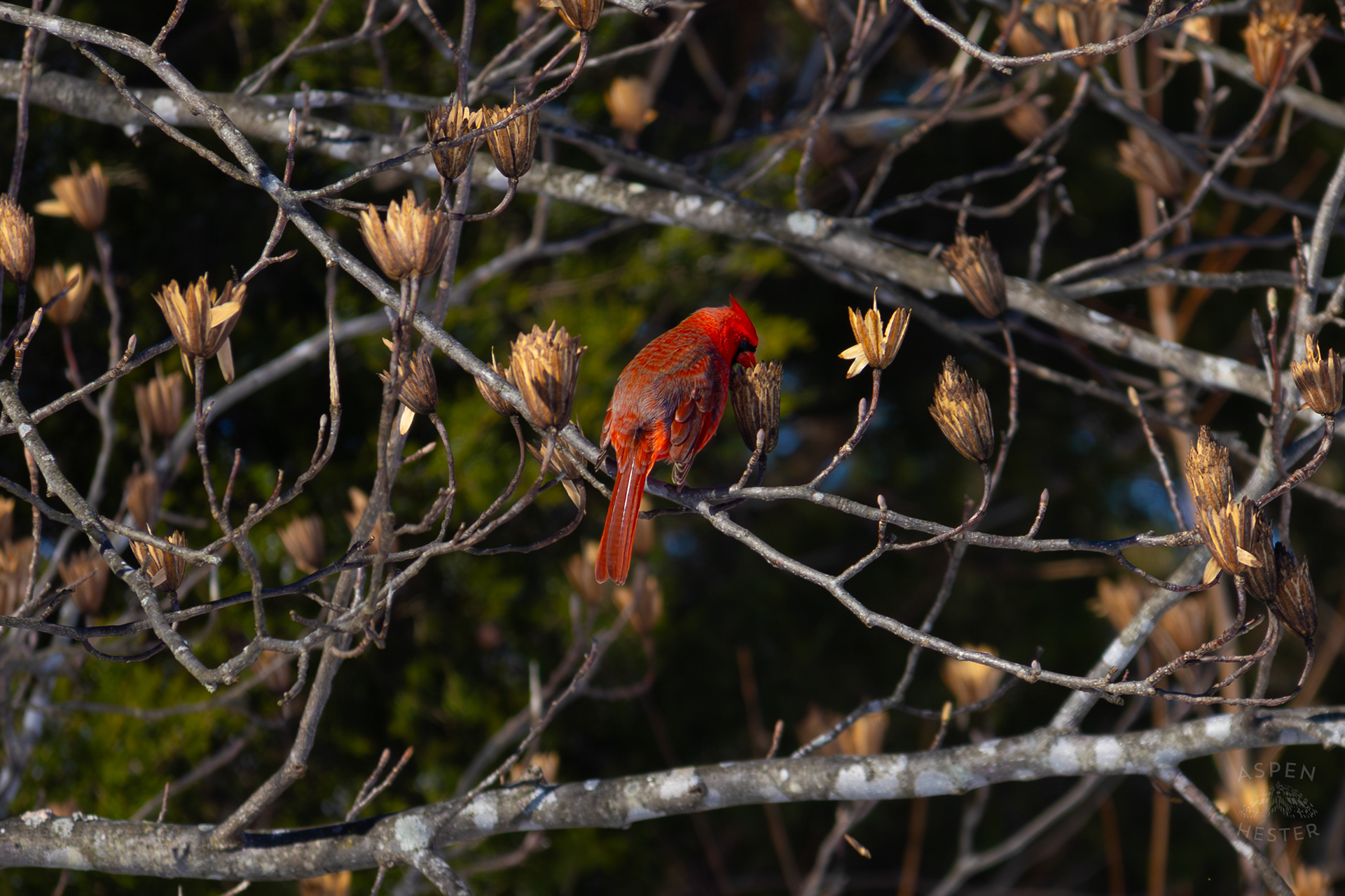 A Cardinal Eats The Seeds From A Tulip Tree in my Backyard. January 13th, 2025/Aspen Hester