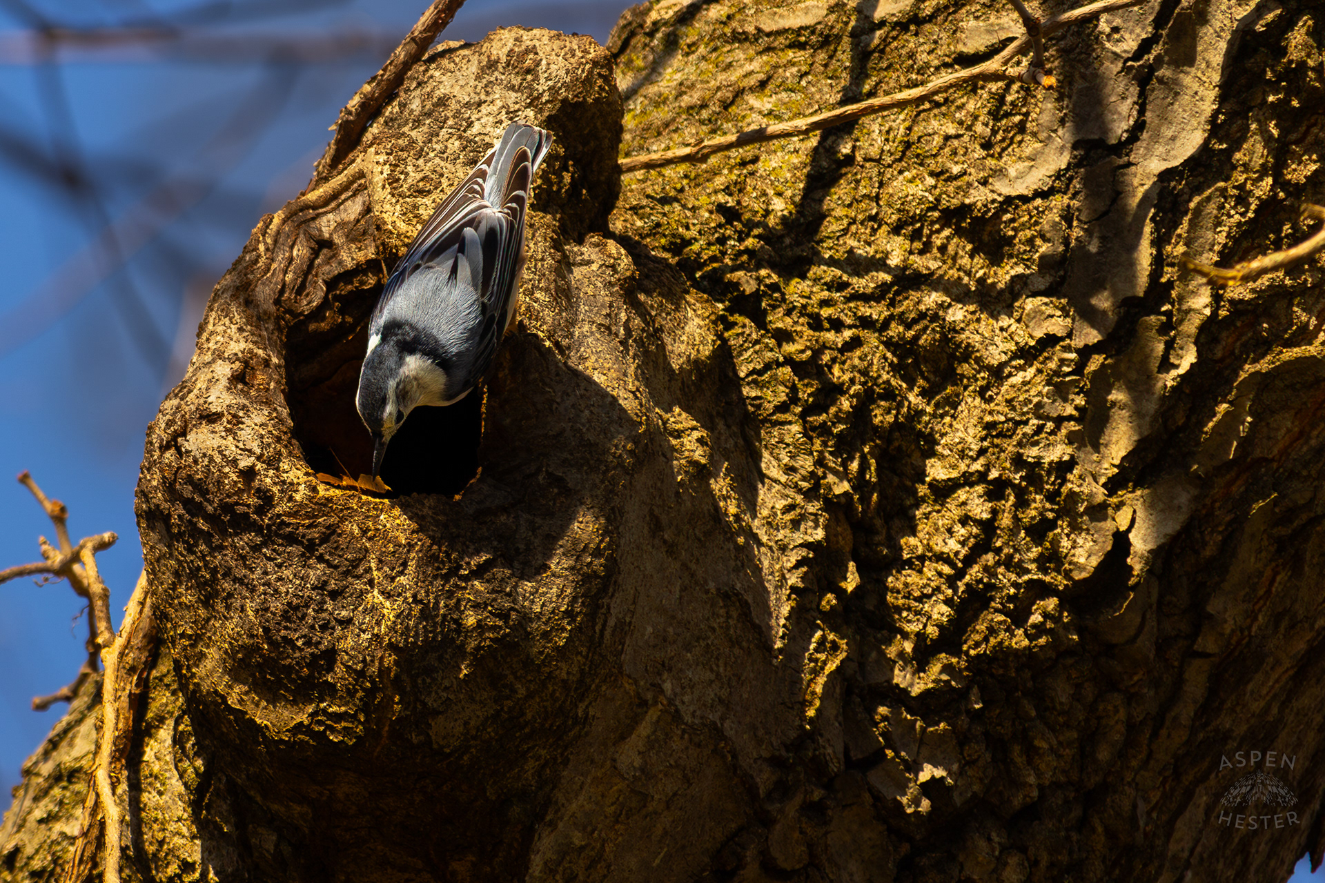 A Female White-Breasted Nuthatch Adjusts The Nesting Materials Inside Her Tree Hollow Home in Wendell Moore Park Right Before Spring. March 18th, 2025/Aspen Hester