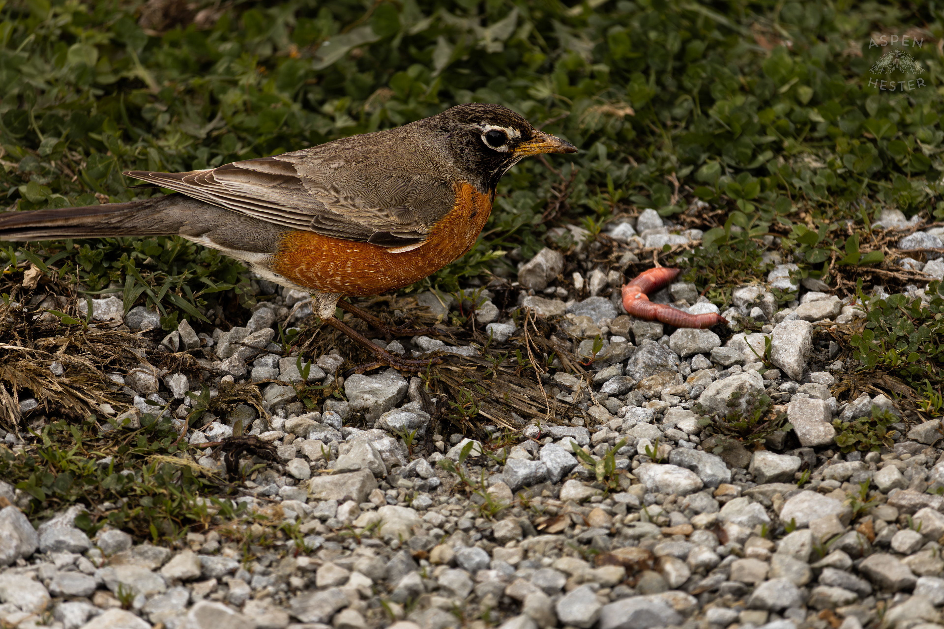 A Robin Eats Worms On The Edge of The Historic Flood Waters in Utica Indiana. April 9th, 2025/Aspen Hester