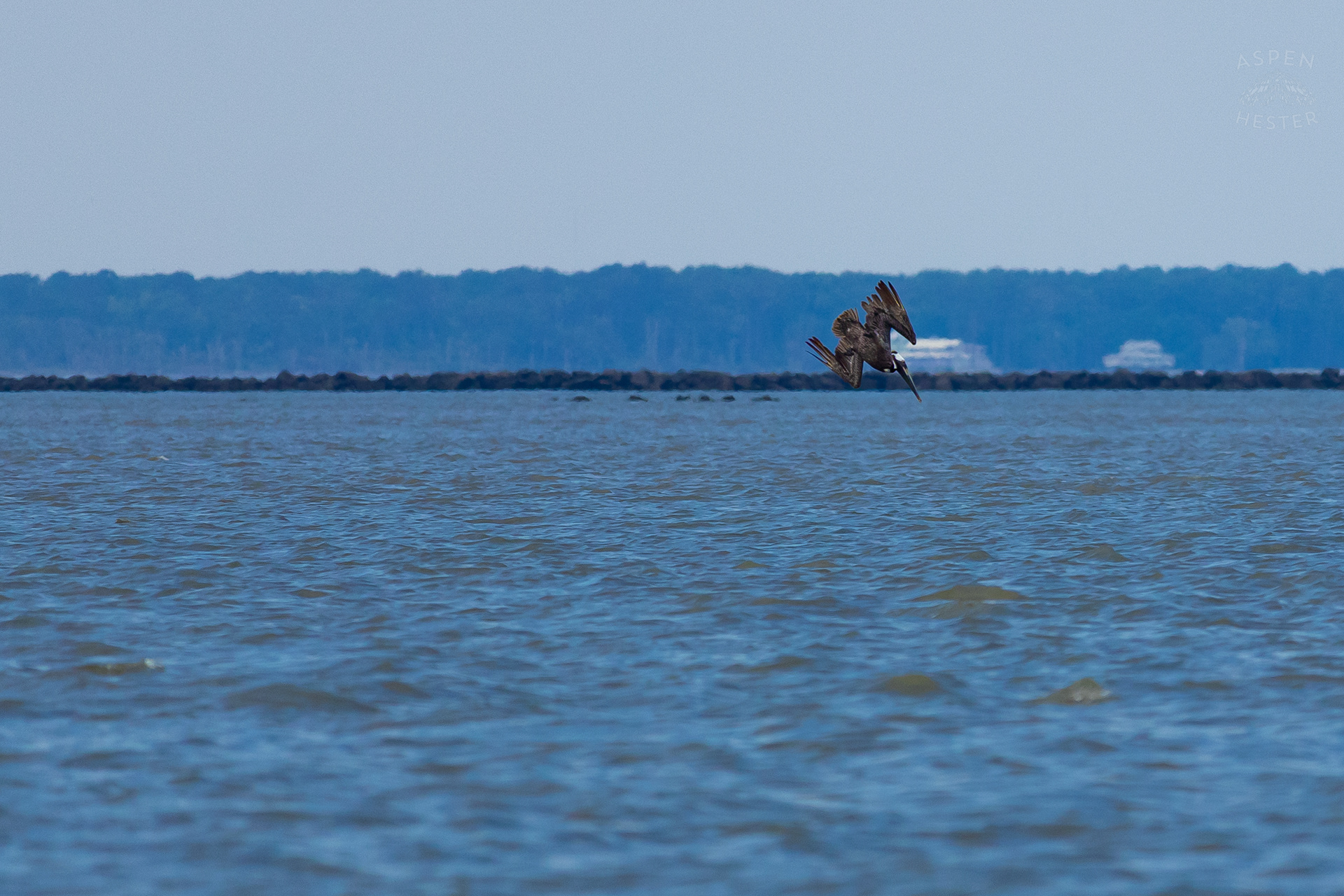 Sea Bird Diving Into The Water of Tybee Island Georgia. June 24th, 2024/Aspen Hester