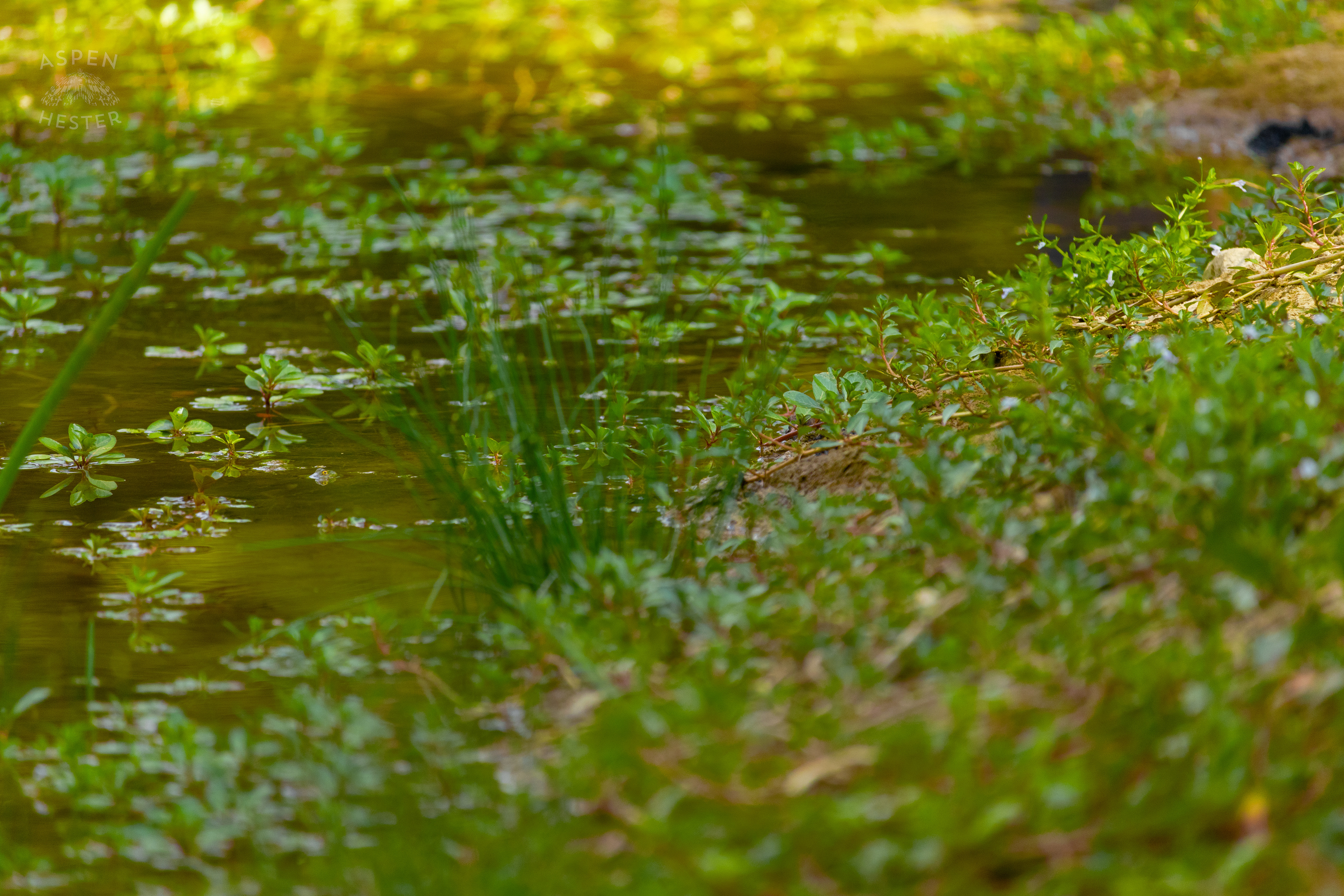 Floating Primrose and Other Plant-Life at The Chickasaw Park Pond. August 25th, 2024/Aspen Hester