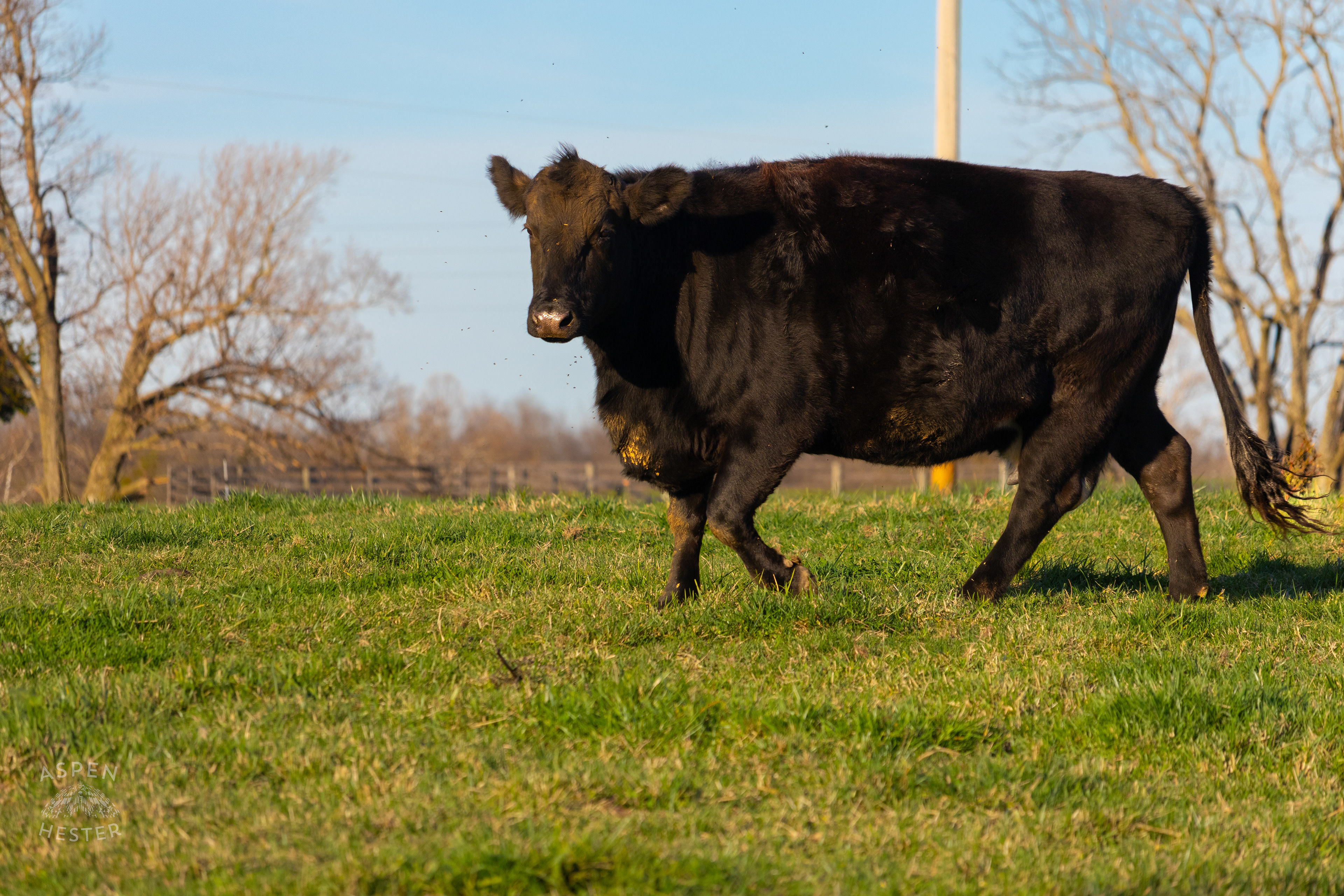 Pasture Fed Cow Tinker Bell Mosing Through The Field on Skinner Farms Thanksgiving Turkey Pick Up Day. November 24th, 2024/Aspen Hester
