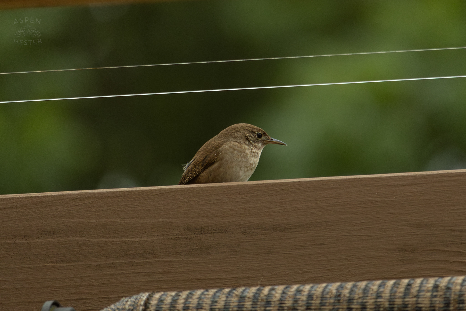 One of A Pair of Northern House Wrens Living in My Bird House. May 27th, 2025/Aspen Hester