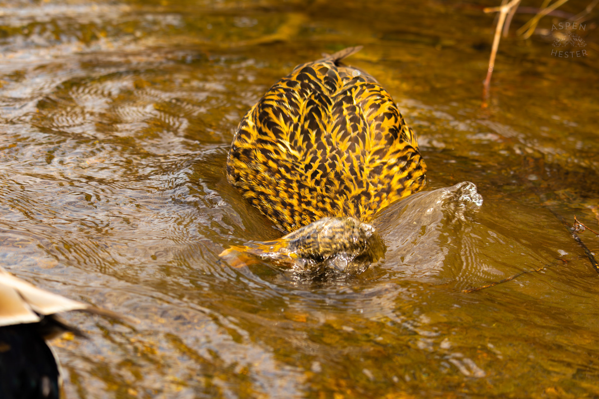 A Female Mallard Washes Herself in Middle Fork Beargrass Creek Where It Runs Through Brown Park. April 14th, 2025/Aspen Hester