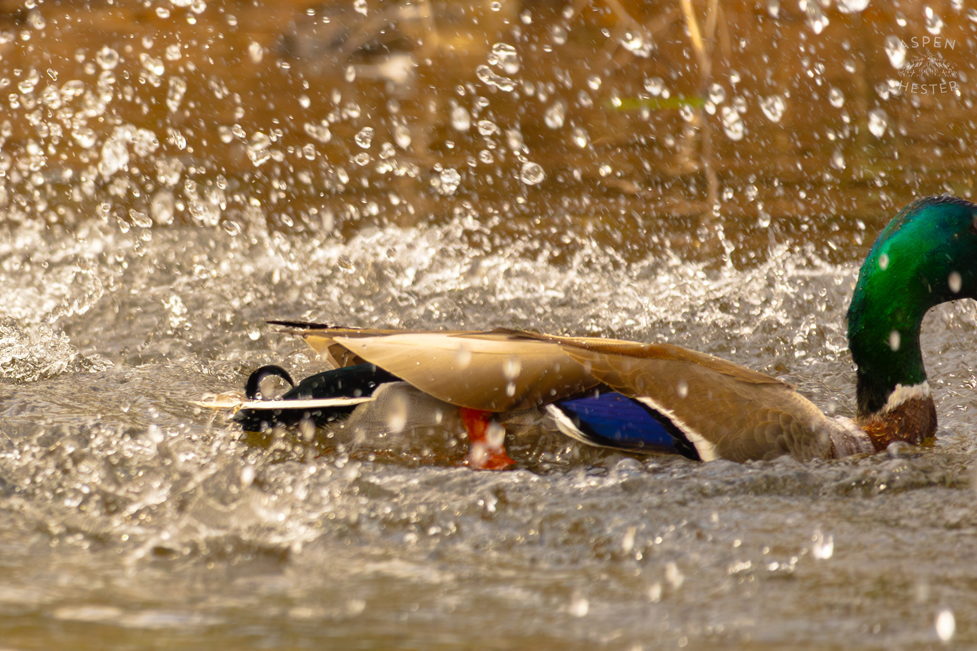 A Male Mallard Dives Under The Water of  Middle Fork Beargrass Creek Where It Runs Through Brown Park. April 14th, 2025/Aspen Hester