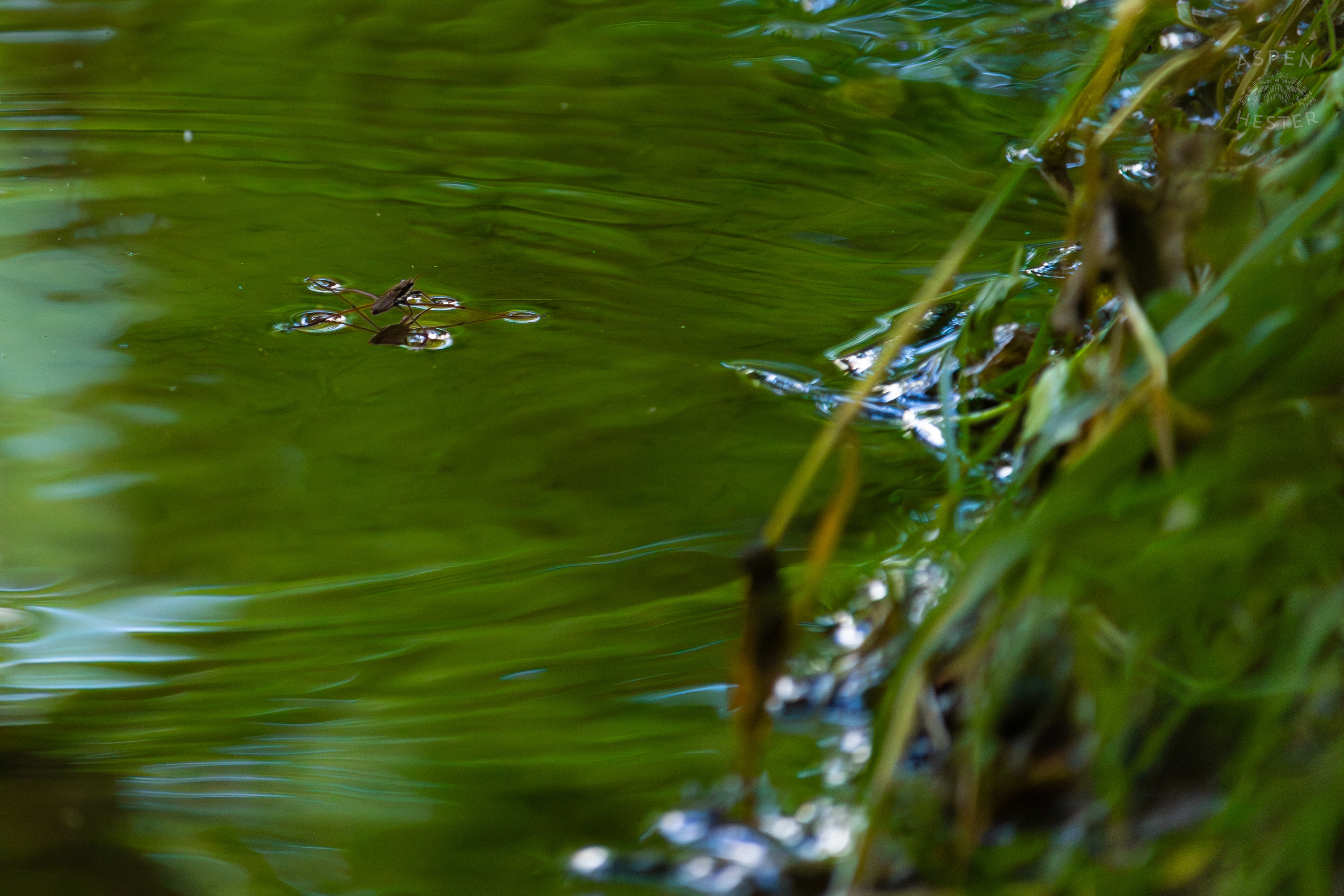 Water Strider on Middle Fork Beargrass Creek in Cherokee Park. May 28th, 2024/Aspen Hester