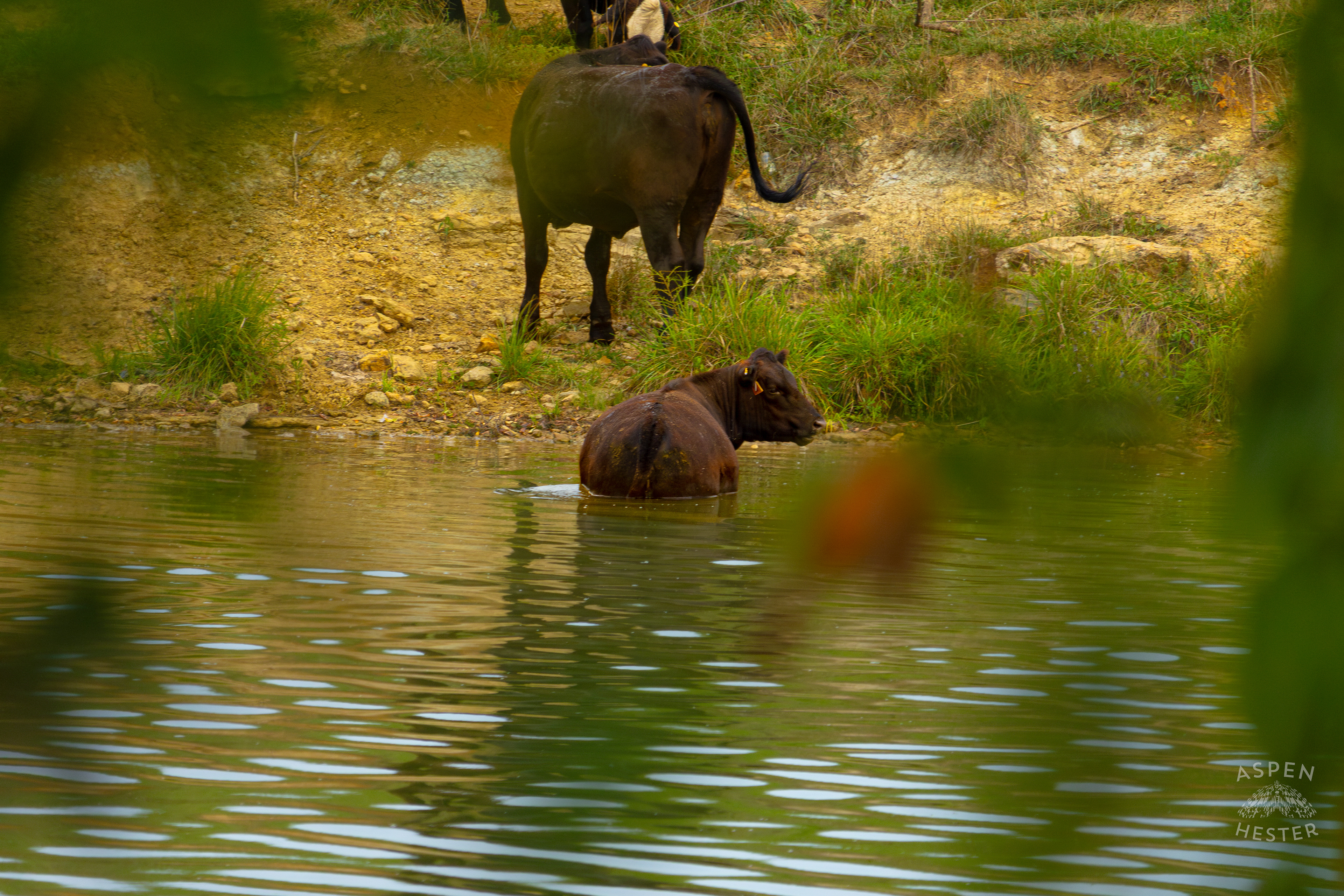 A Cow Wading in the Cool Waters of Reformatory Lake with Two Others Lounging on the Shore. August 12th, 2024/Aspen Hester