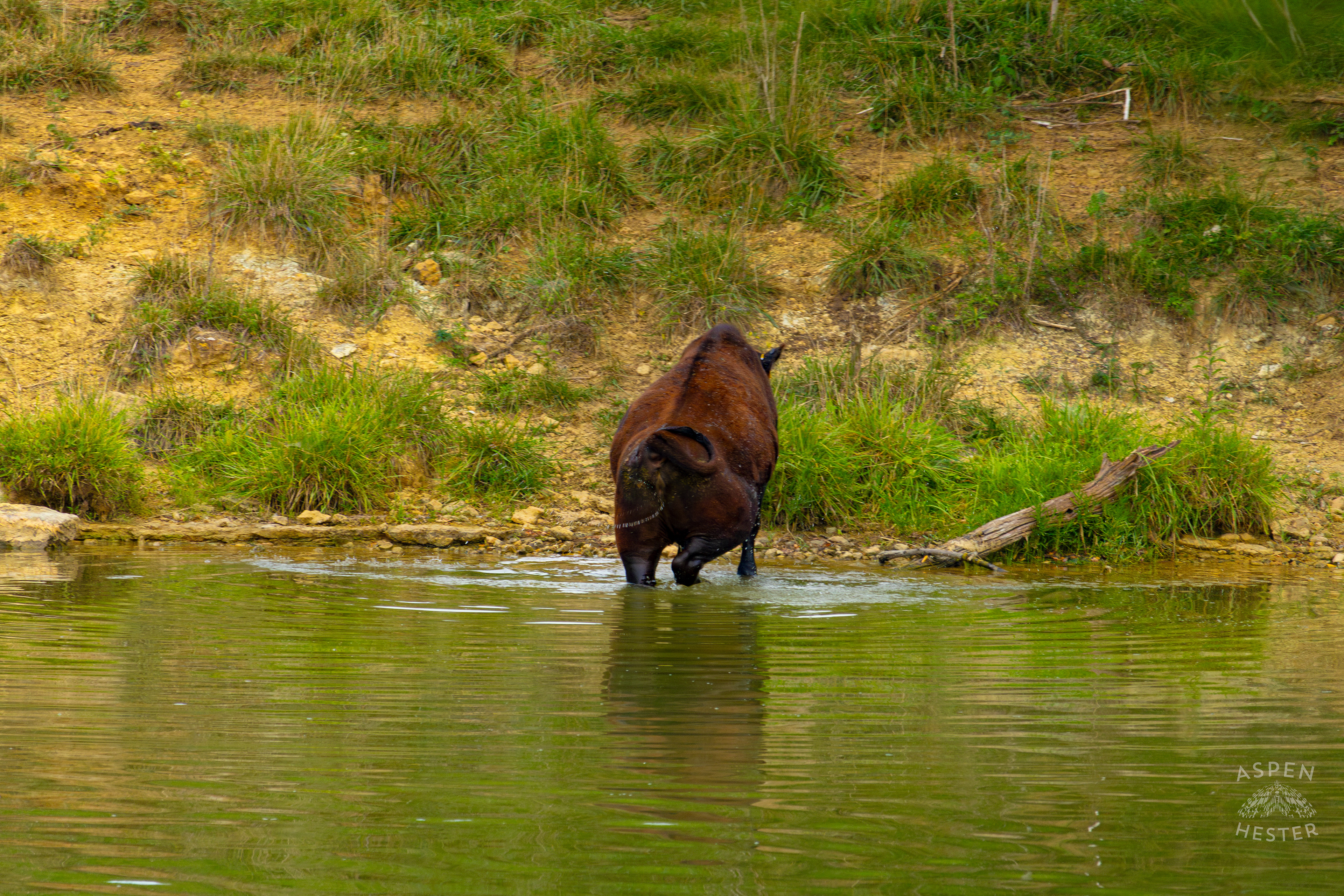 A Cow Wading Out of the Cool Waters of Reformatory Lake. August 12th, 2024/Aspen Hester