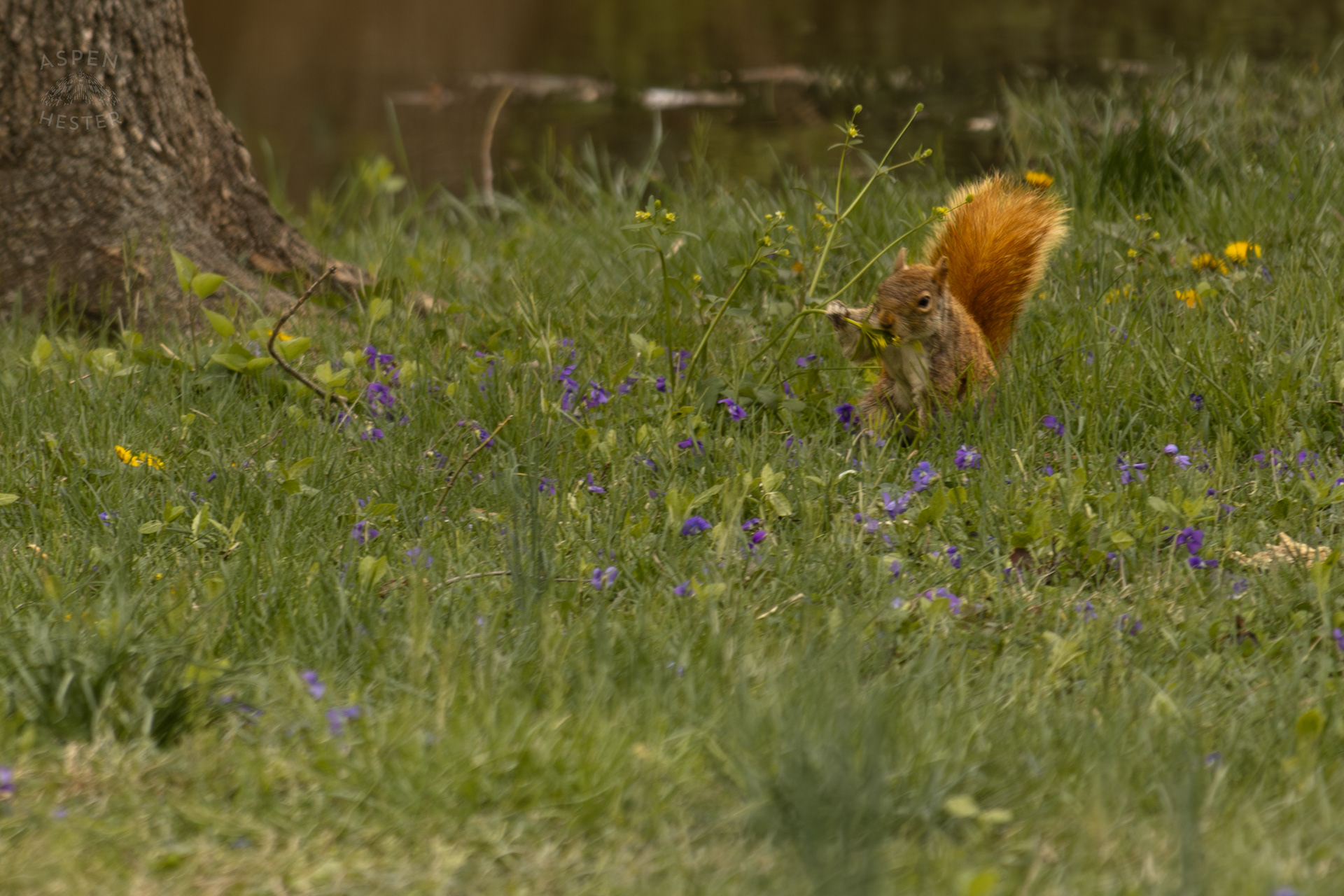 A Squirrel Finds Some Wildflowers to Nibble on Near The Edge Of The Historic Flooding in Utica Indiana. April 9th, 2025/Aspen Hester