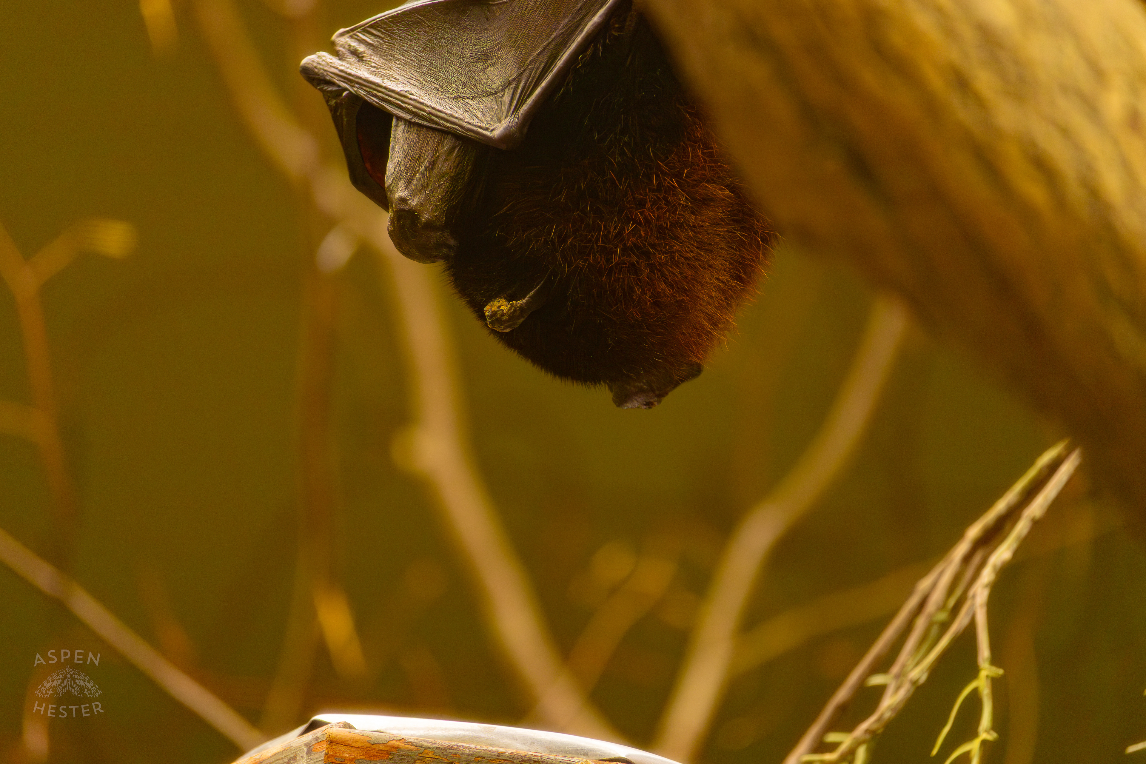 A Malayan Flying Fox Sleeps Upside Down In Canary's Call Inside The National Aviary in Pittsburgh Pennsylvania. February 26th, 2025/Aspen Hester