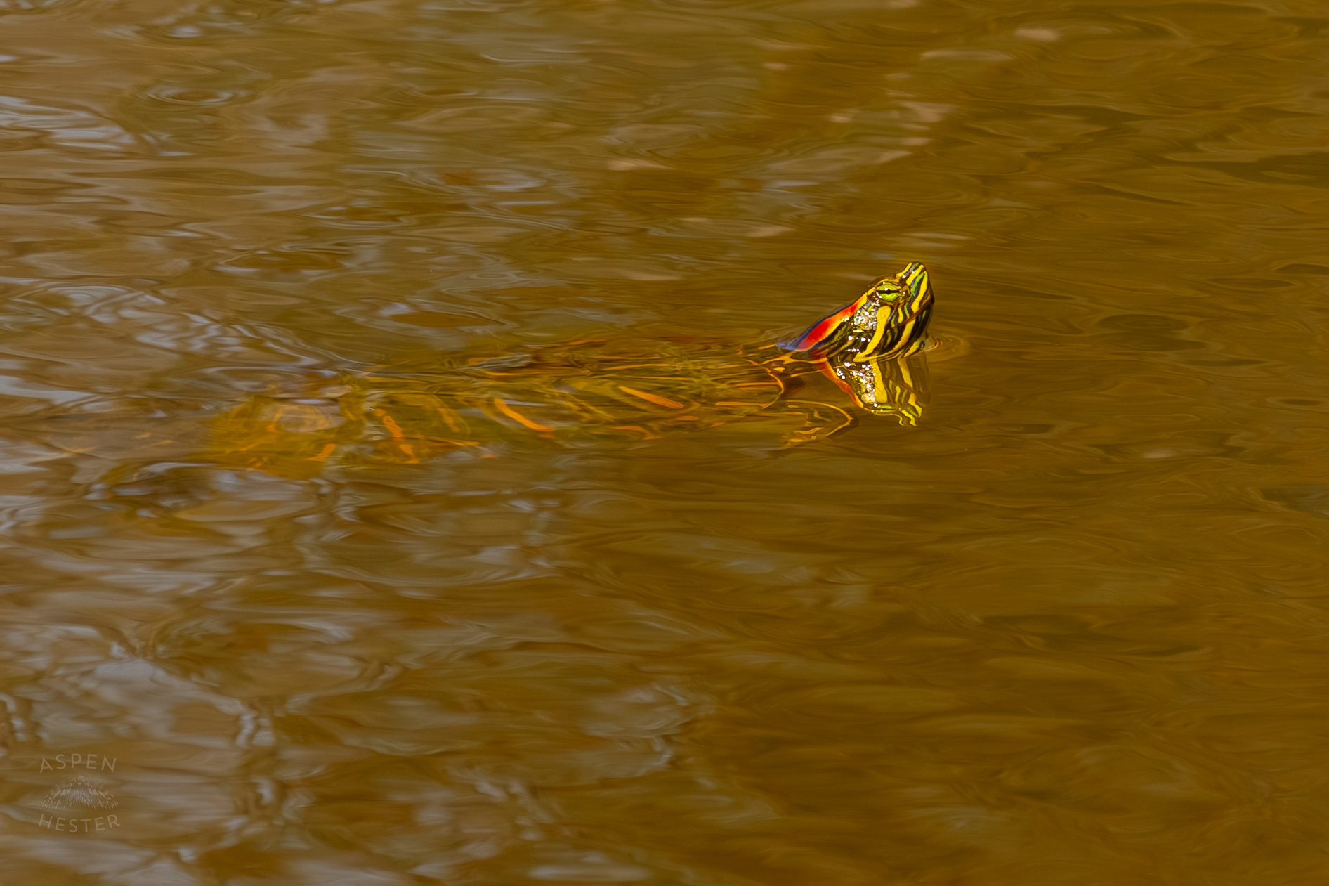 A Painted Turtle Enjoys The Sun While Floating on Reformatory Lake in Wendell Moore Park Right Before Spring. March 18th, 2025/Aspen Hester