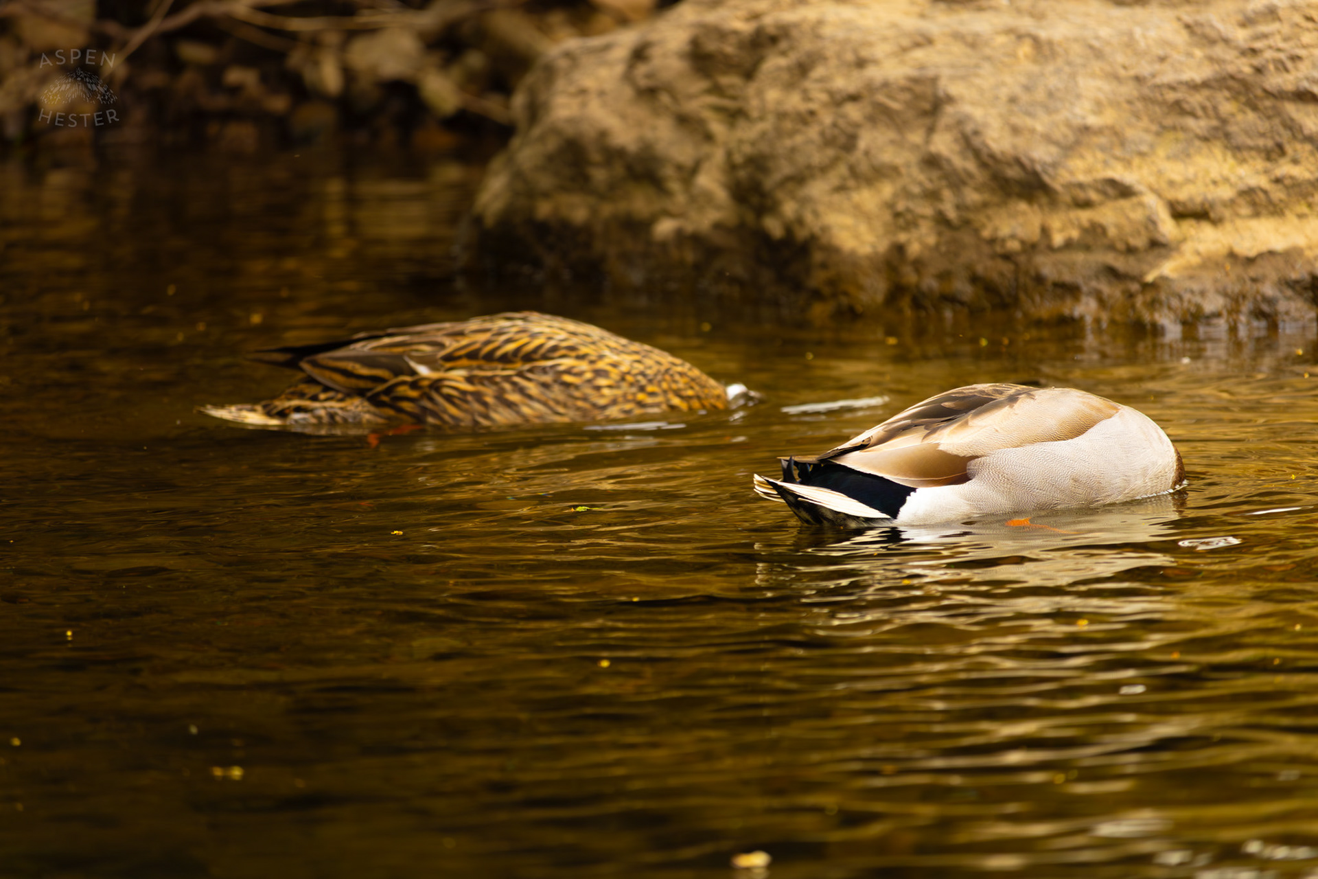 Male and Female Mallards Dunk Their Heads Under Middle Fork Beargrass Creek Where It Runs Through Brown Park. April 14th, 2025/Aspen Hester