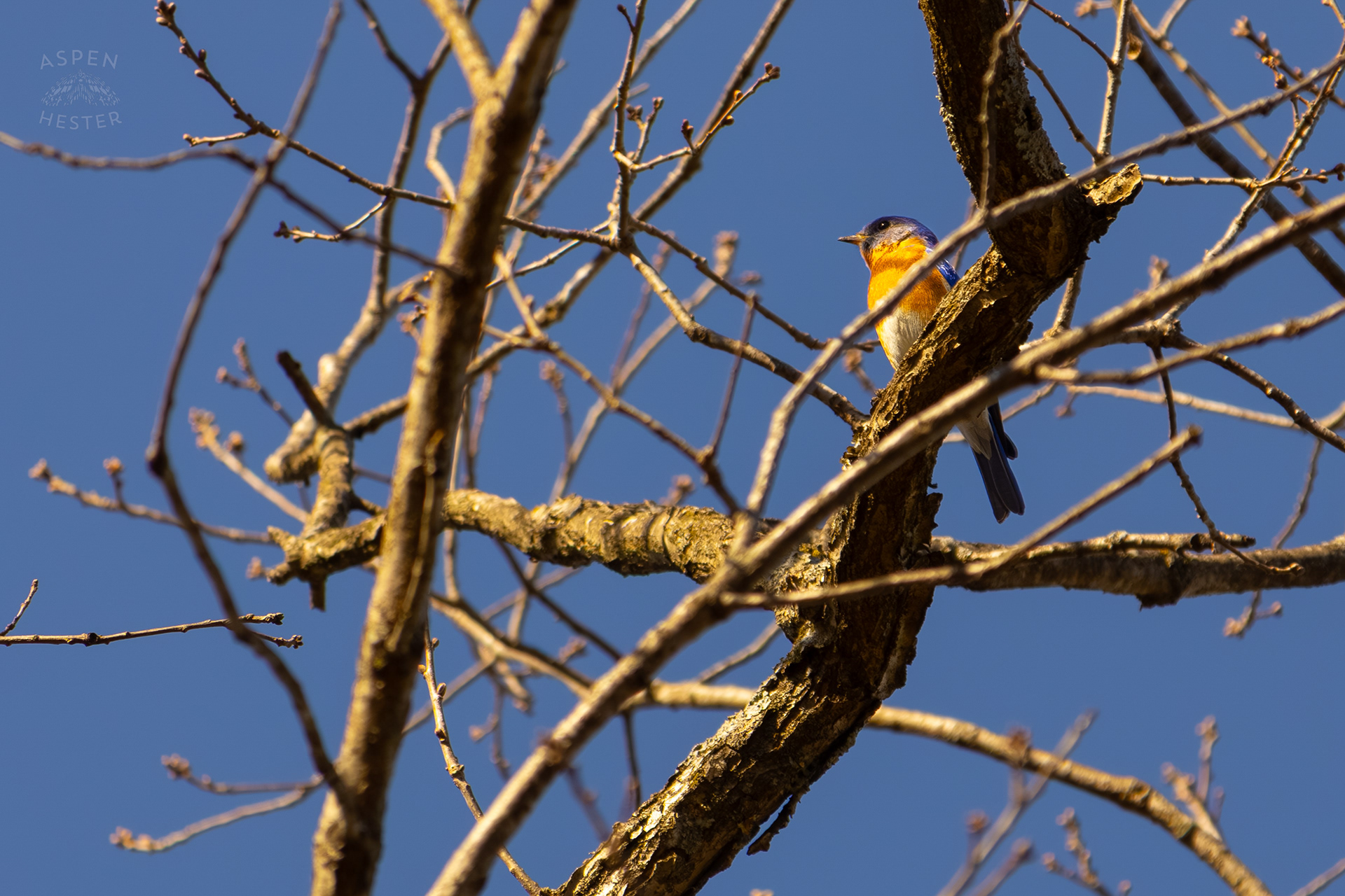 A Male Eastern Bluebird Sits High Up in A Tree in Wendell Moore Park Right Before Spring. March 18th, 2025/Aspen Hester