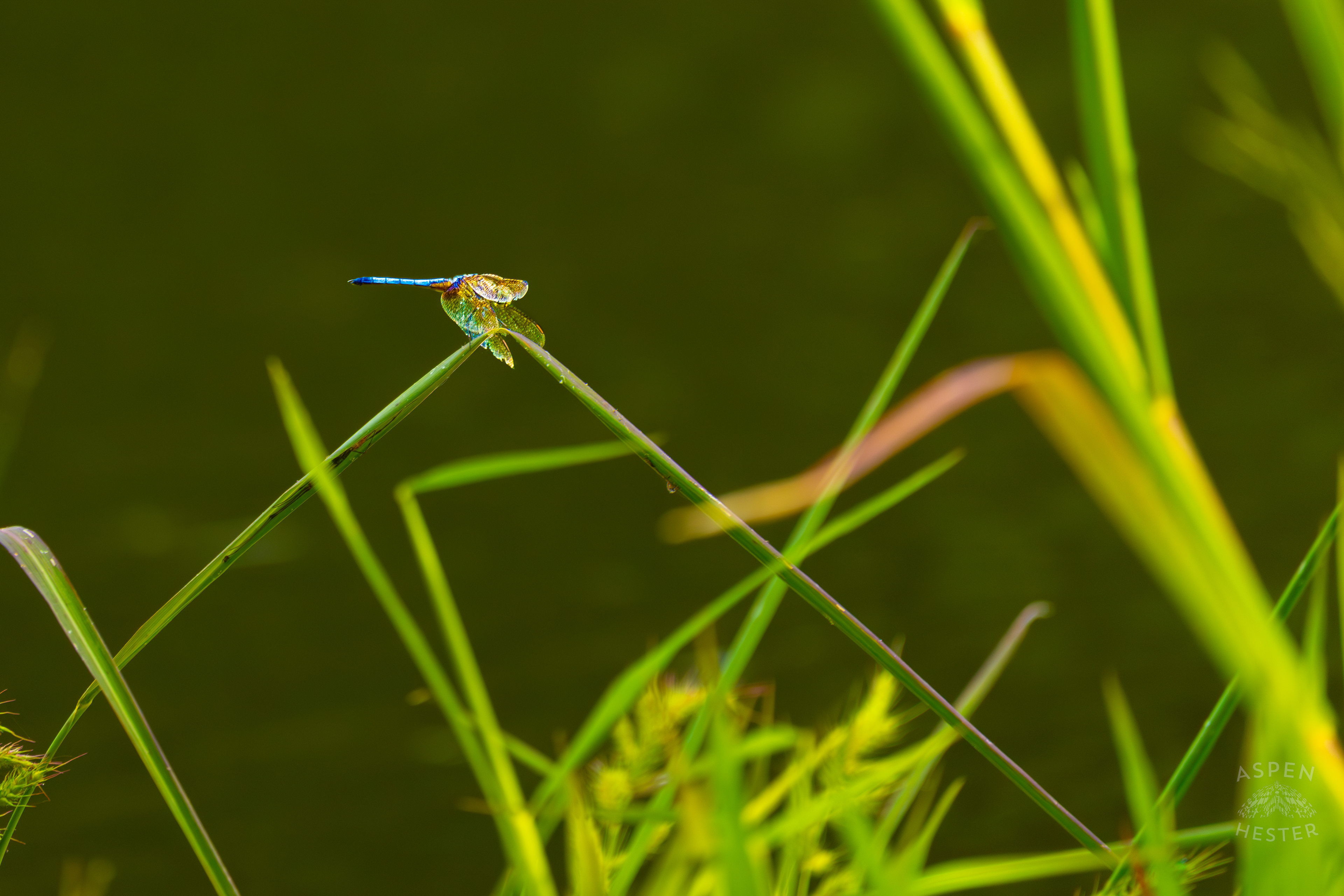 Emperor Dragonfly Sits on A Blade of Grass Bordering Tom Wallace Lake Inside Jefferson Memorial Forest. September 3rd, 2024/Aspen Hester