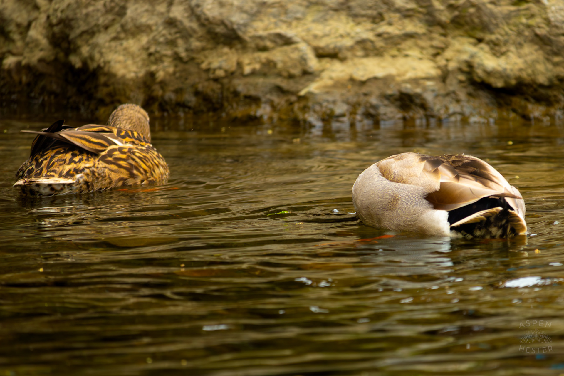 A Male Mallard Dunks His Head as His Wife Swims Along Middle Fork Beargrass Creek Where It Runs Through Brown Park. April 14th, 2025/Aspen Hester