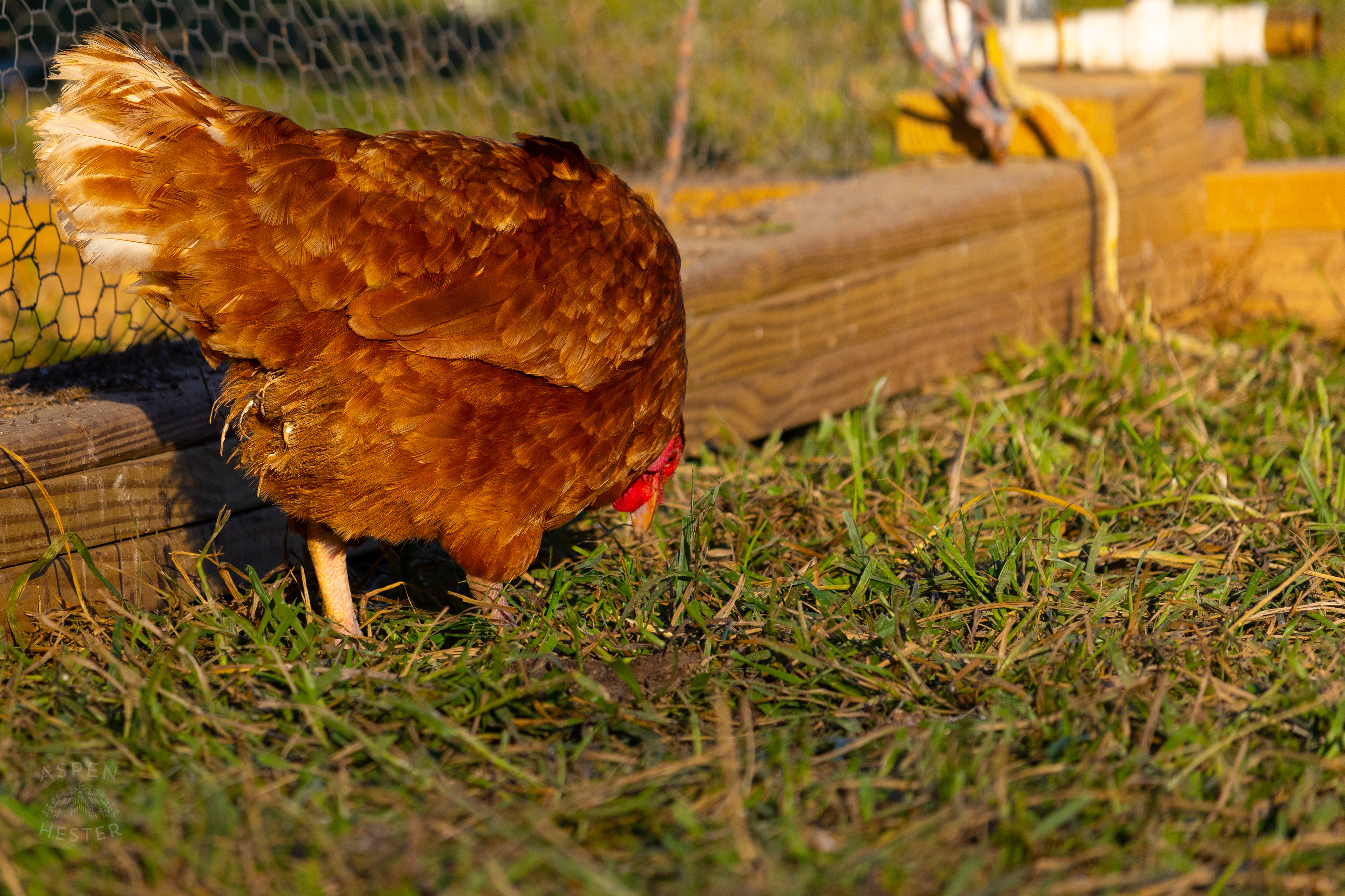 A Chicken Pecking About on Skinner Farms Thanksgiving Turkey Pick Up Day. November 24th, 2024/Aspen Hester