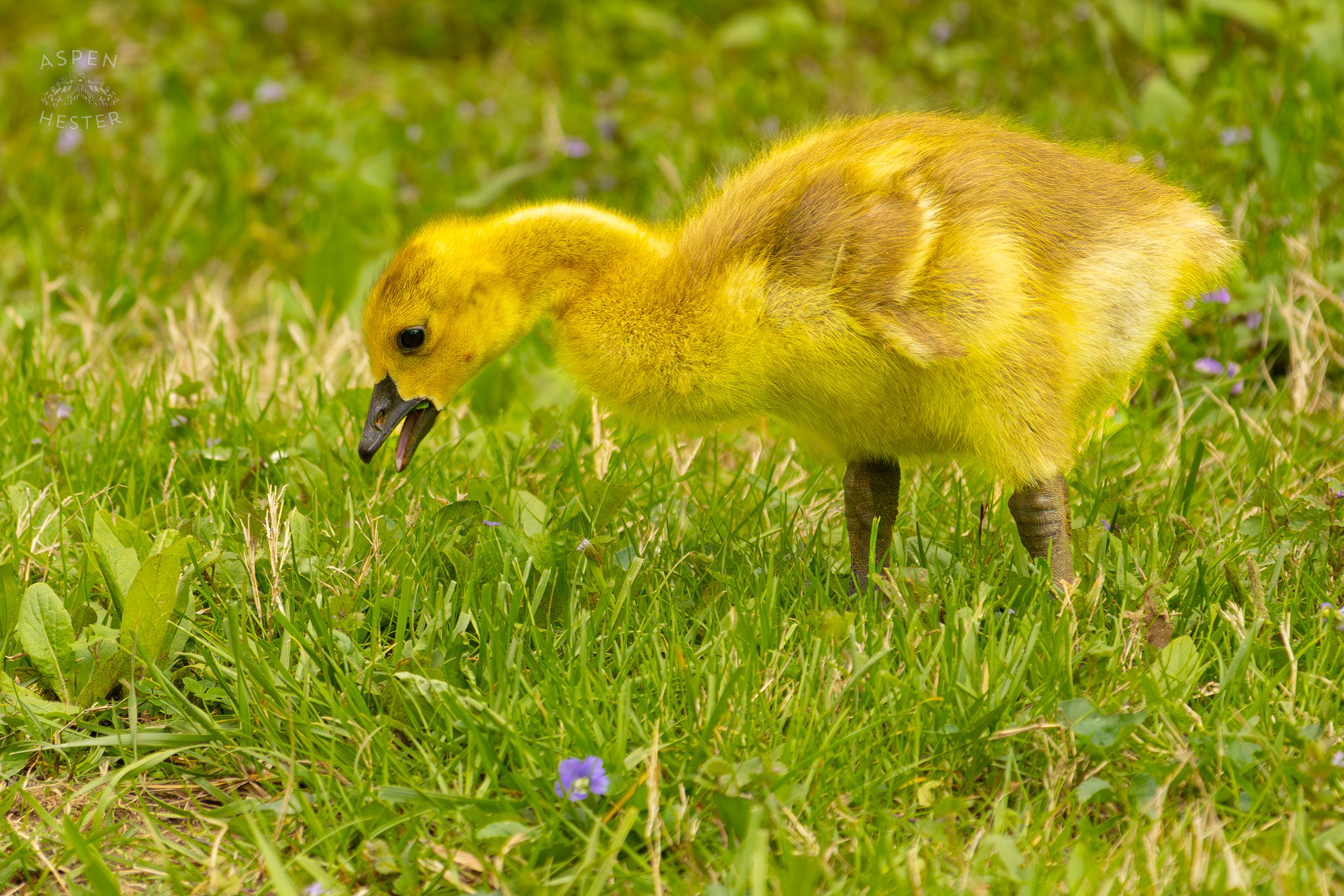 A Young Gosling Grazes Through Brown Park. April 14th, 2025/Aspen Hester